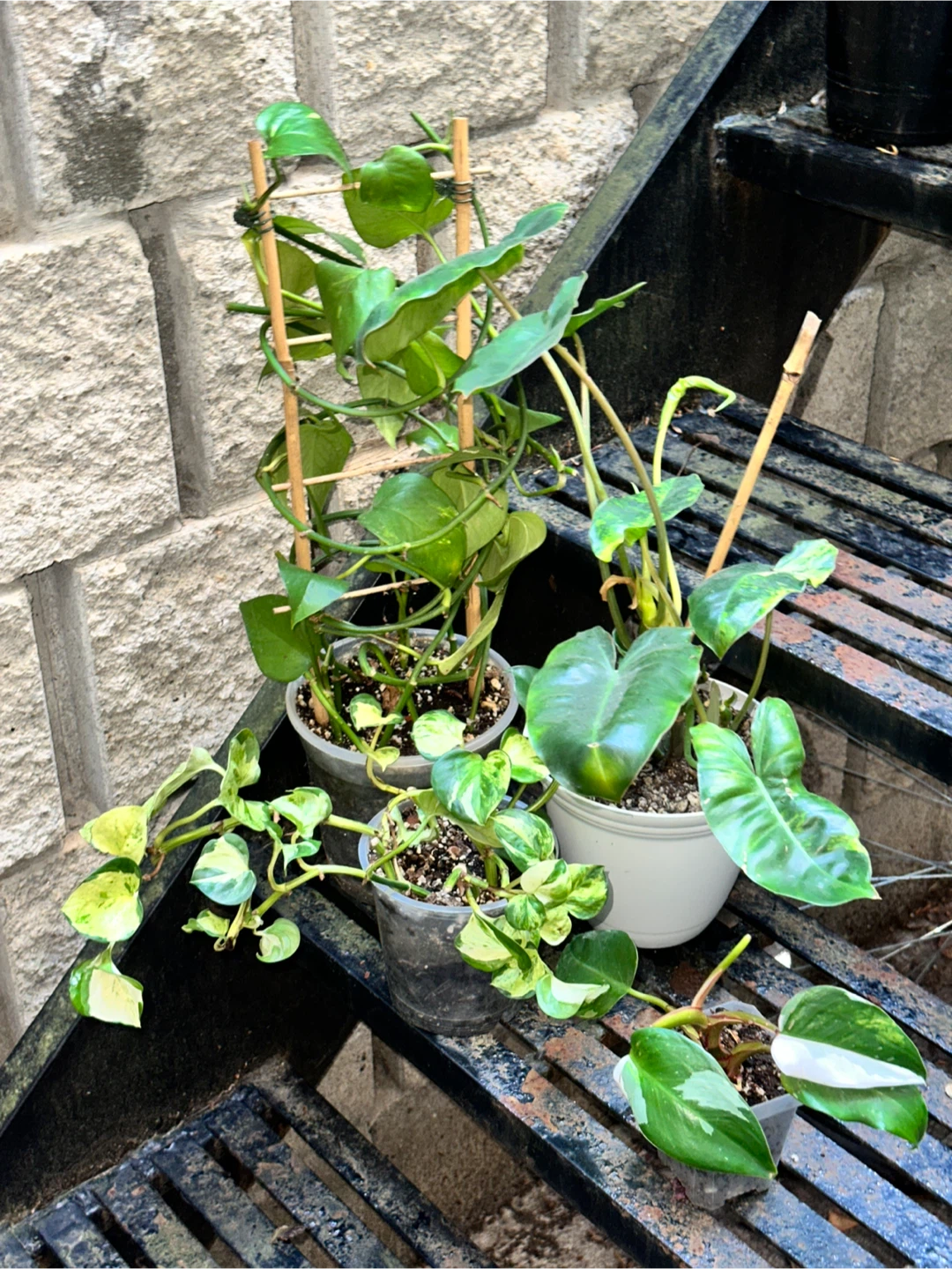 Aroid Plant Bundle