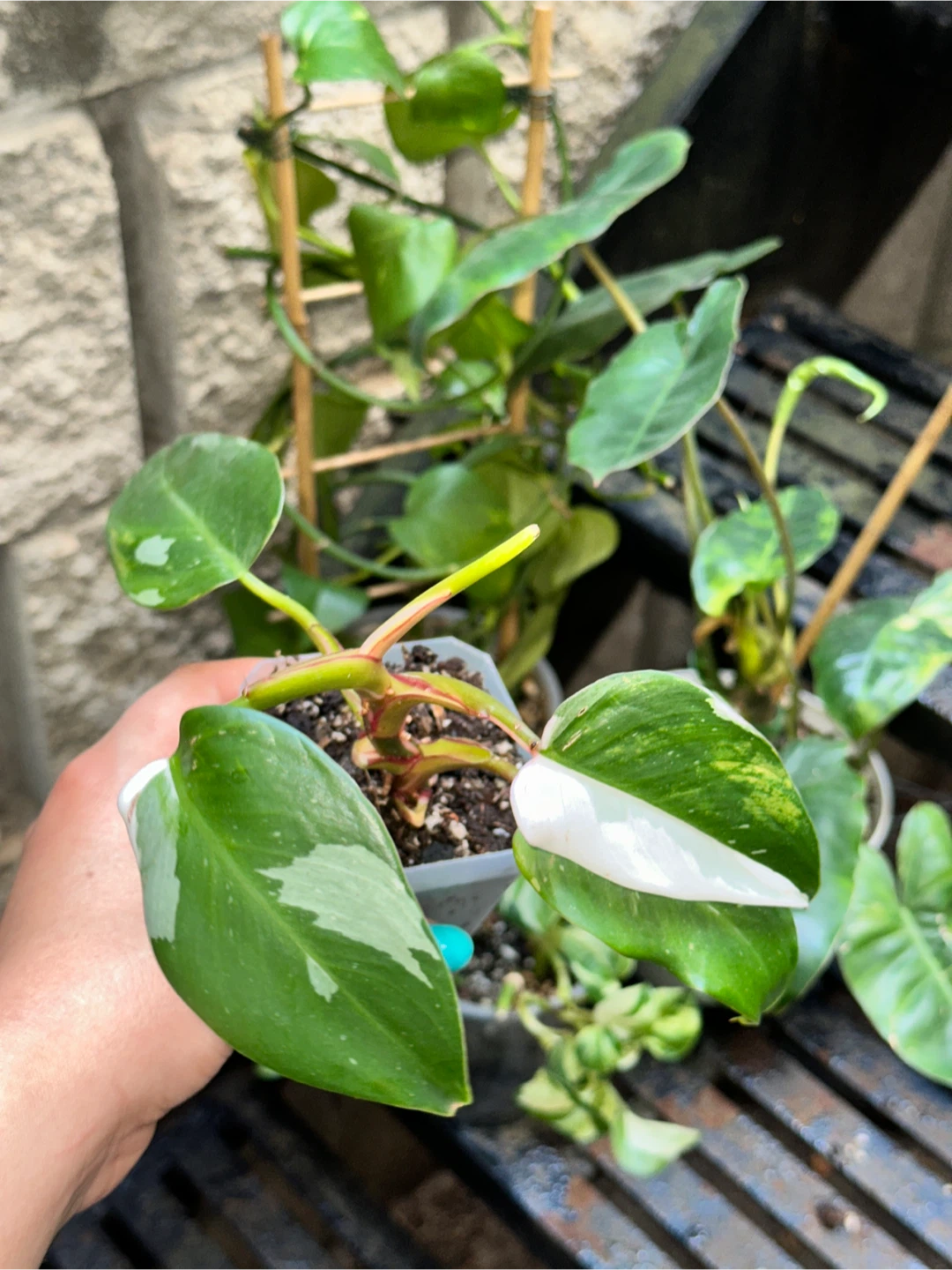 Aroid Plant Bundle - photo 4