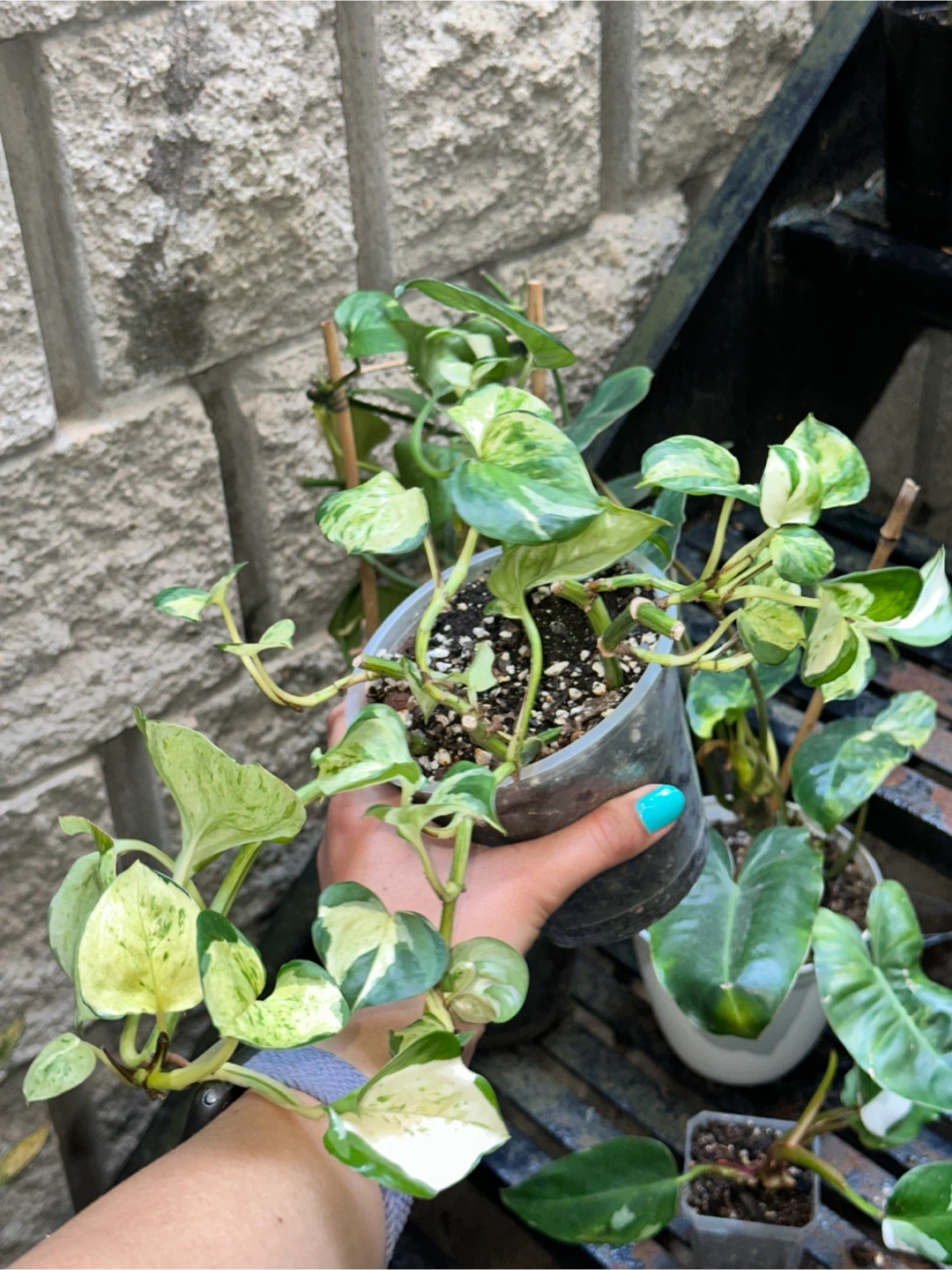 Aroid Plant Bundle - photo 2