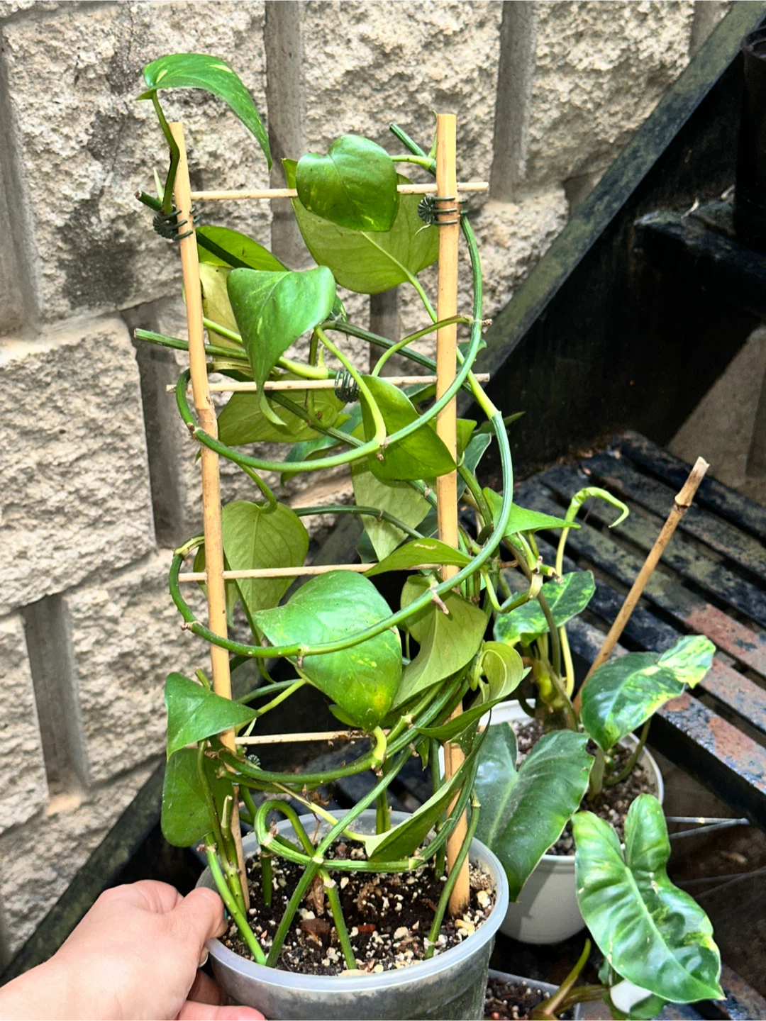 Aroid Plant Bundle - photo 5