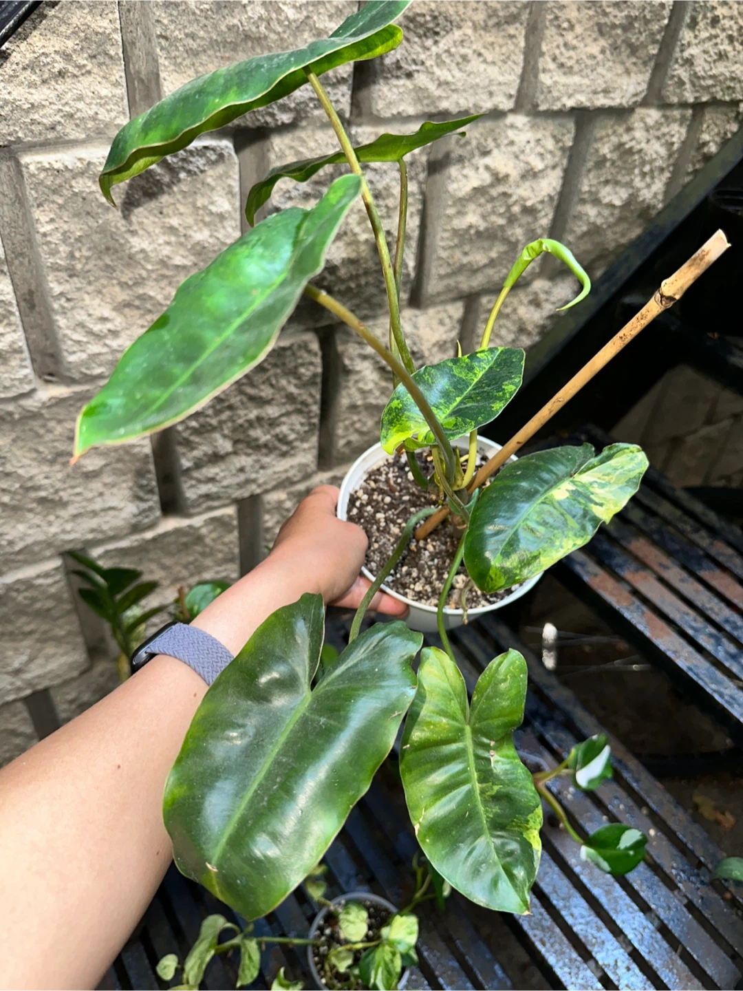 Aroid Plant Bundle - photo 3