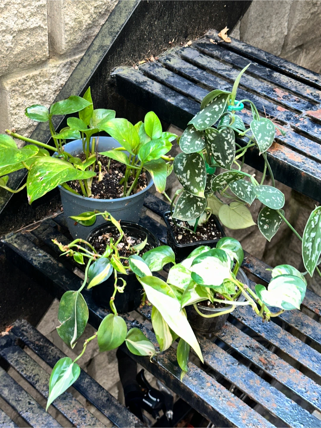 Trailing Aroid Plant Bundle