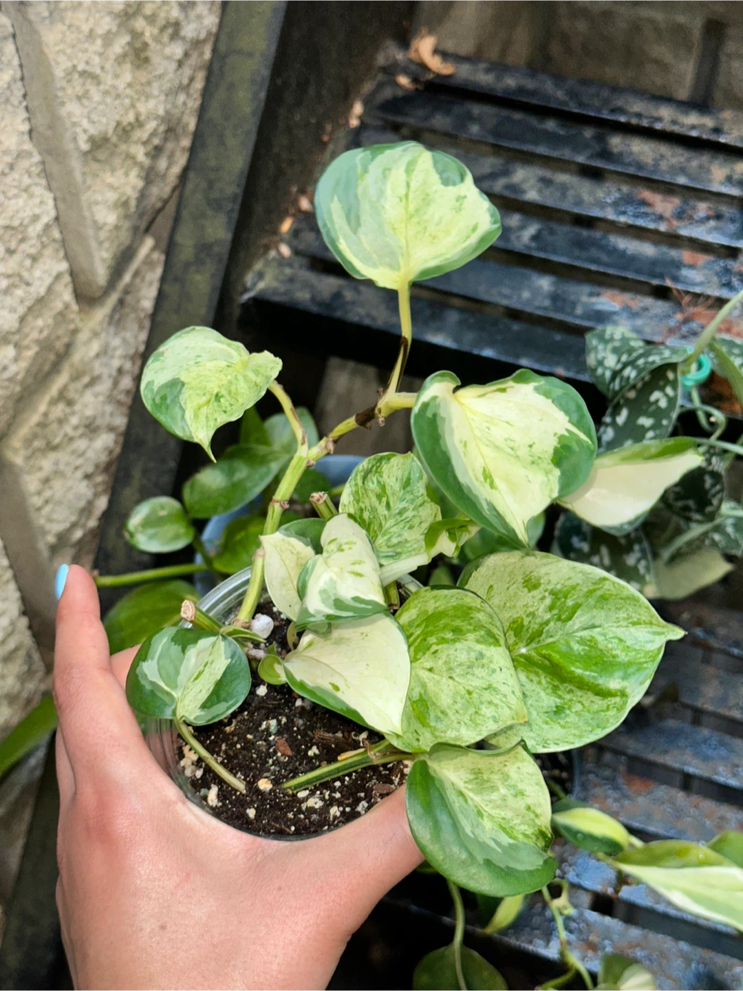 Trailing Aroid Plant Bundle - photo 2