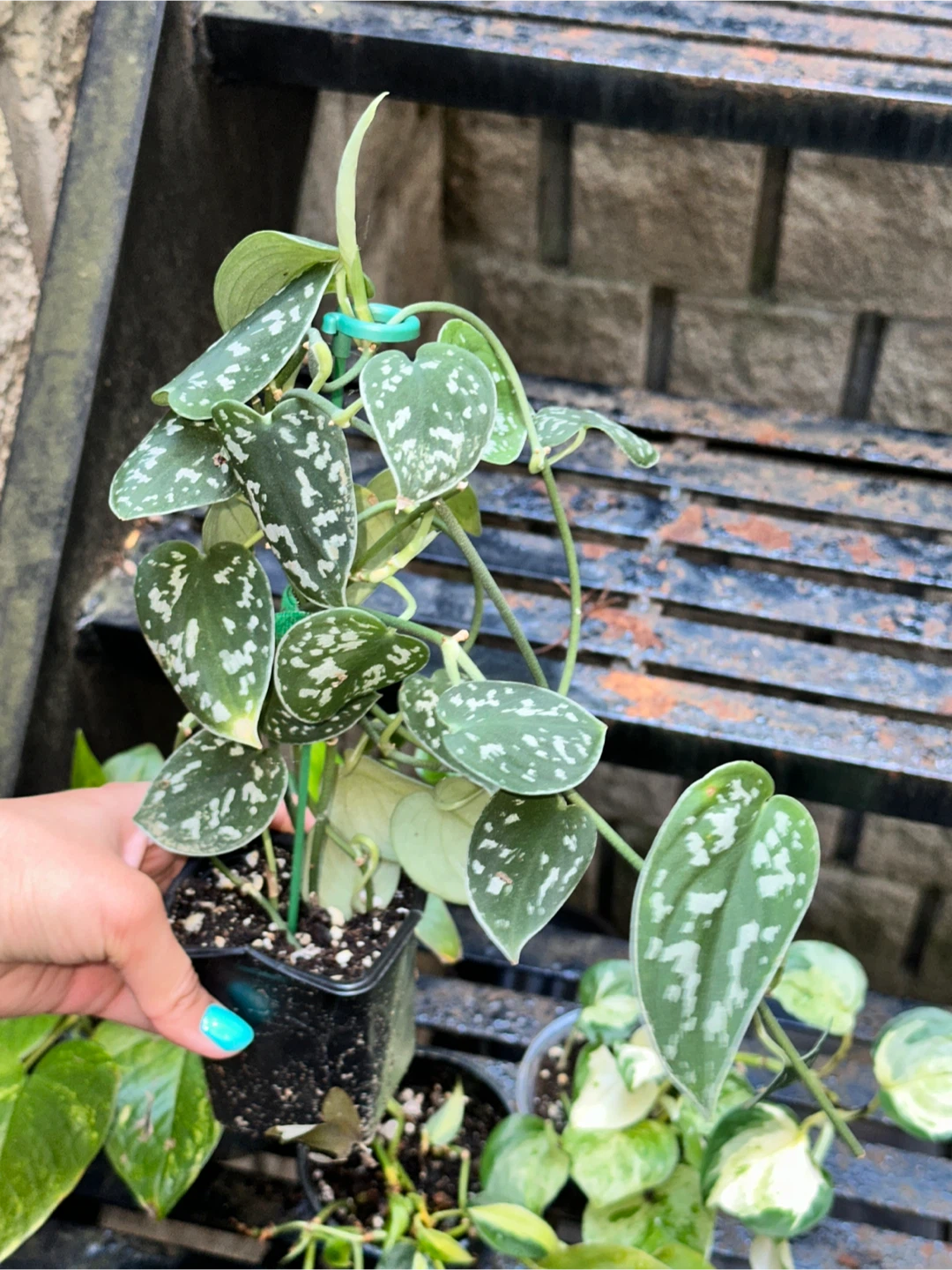 Trailing Aroid Plant Bundle - photo 3