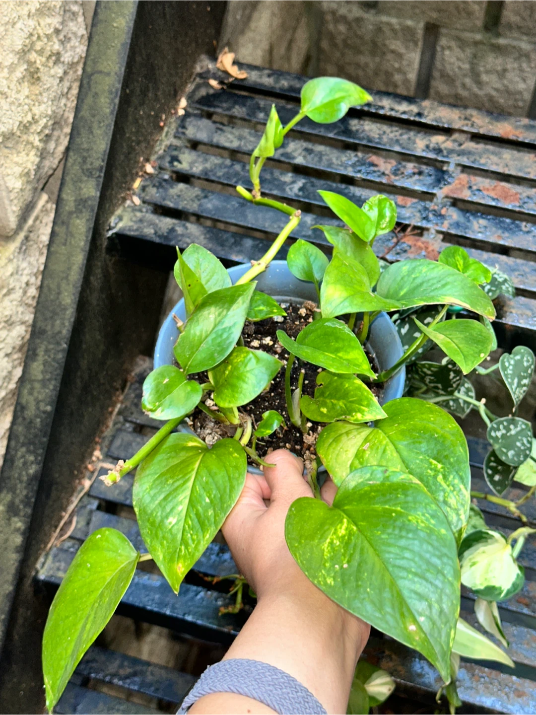 Trailing Aroid Plant Bundle - photo 4