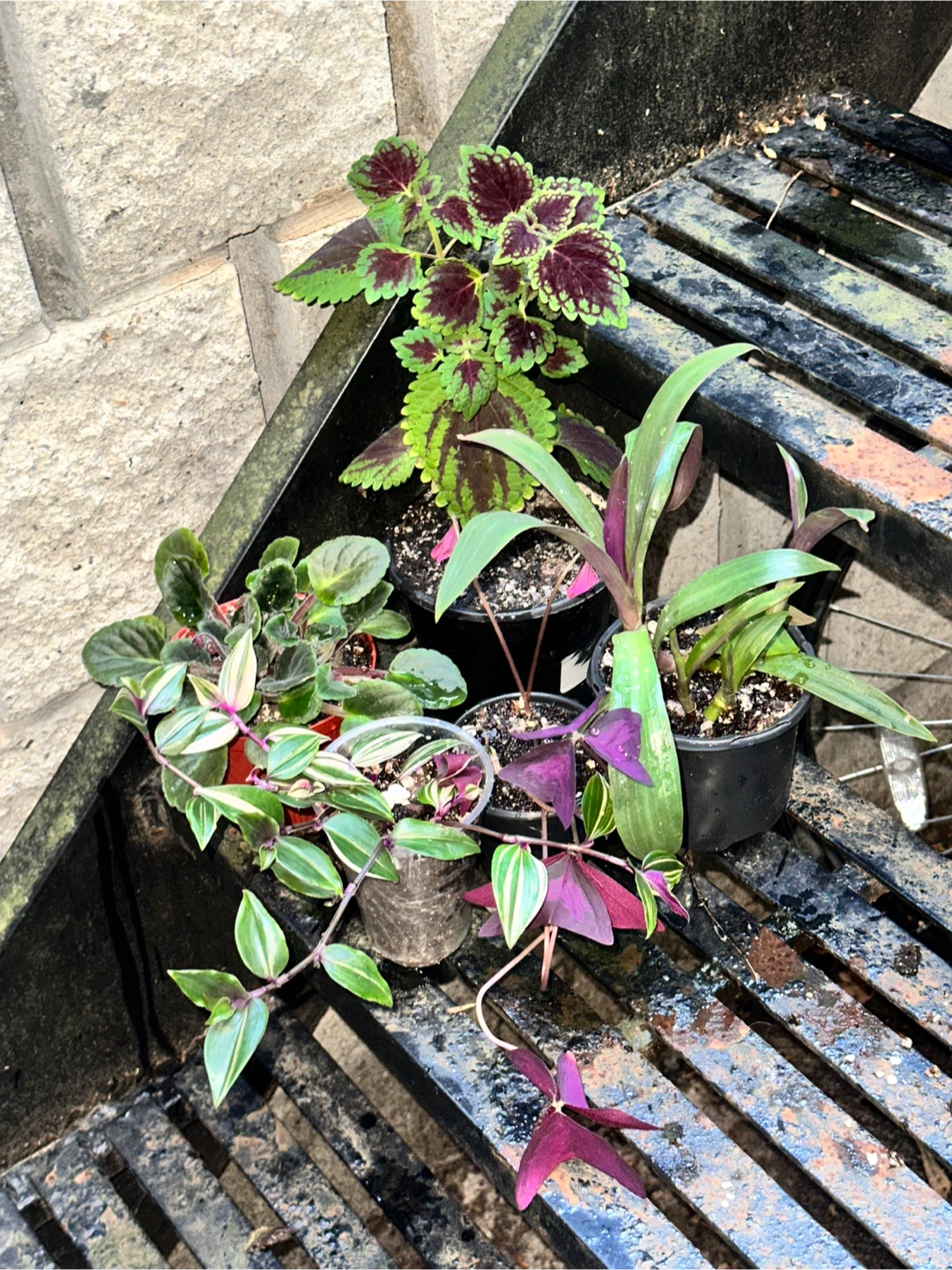 Purple Plant Bundle