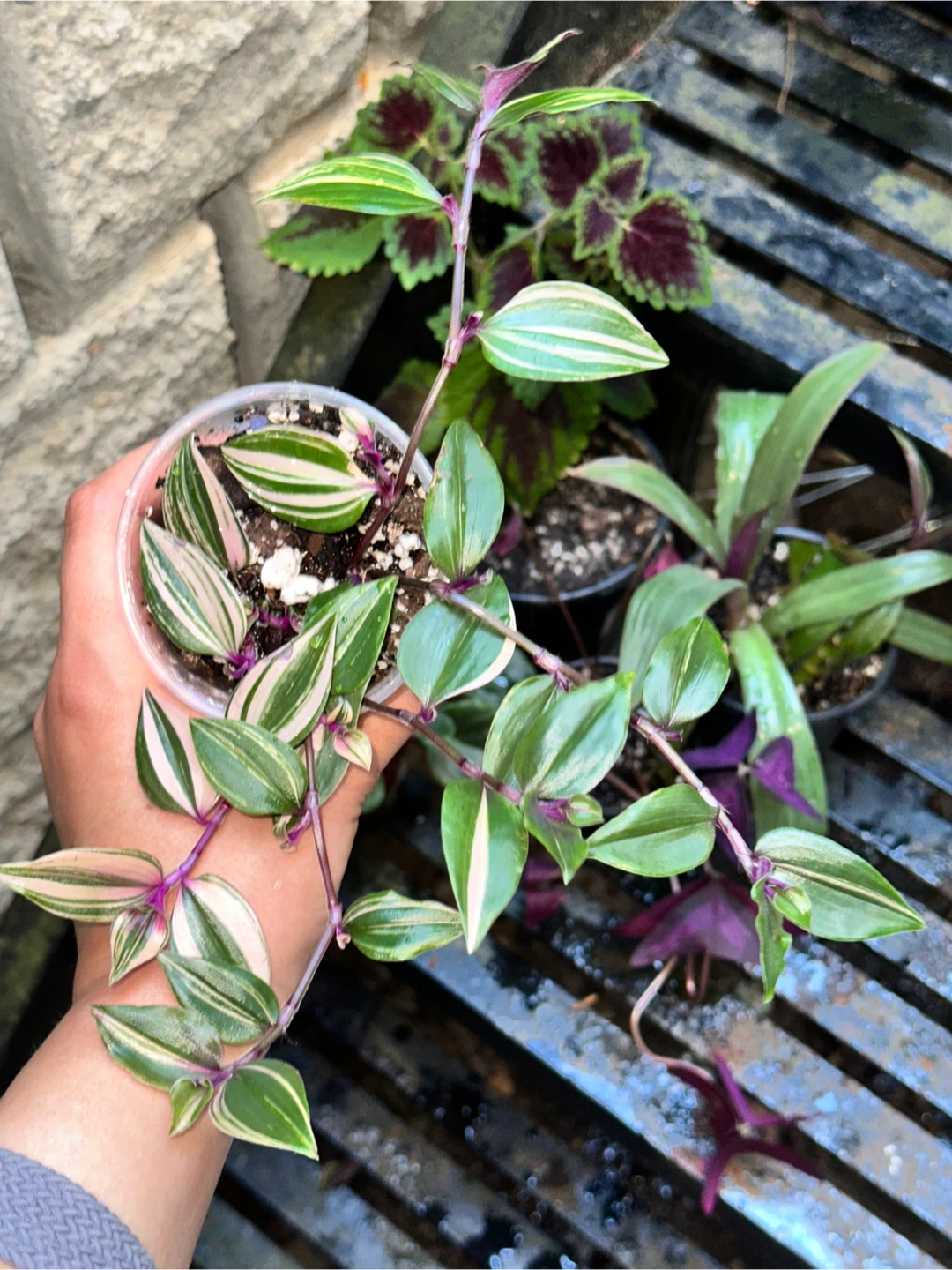 Purple Plant Bundle - photo 2
