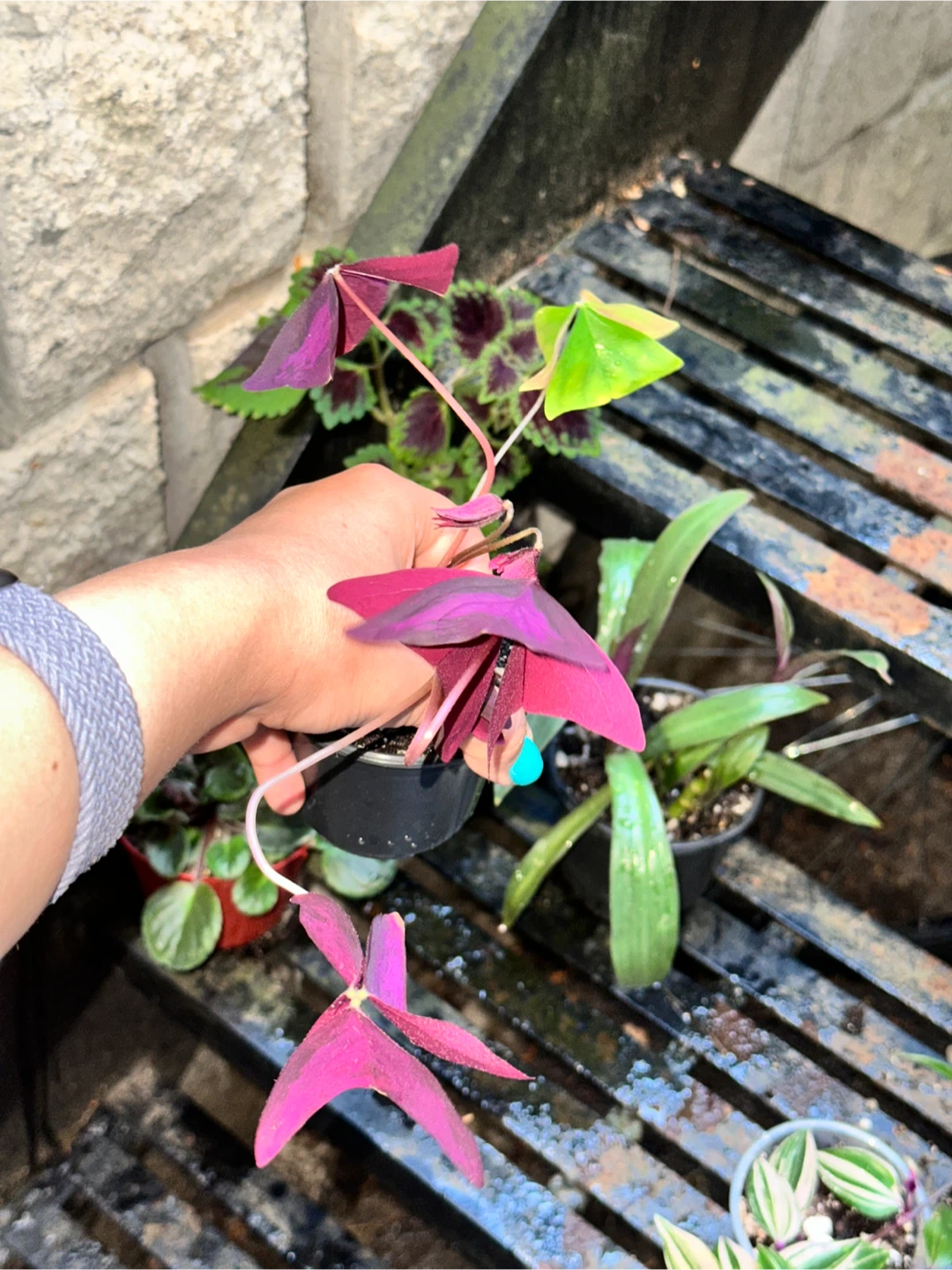 Purple Plant Bundle - photo 3