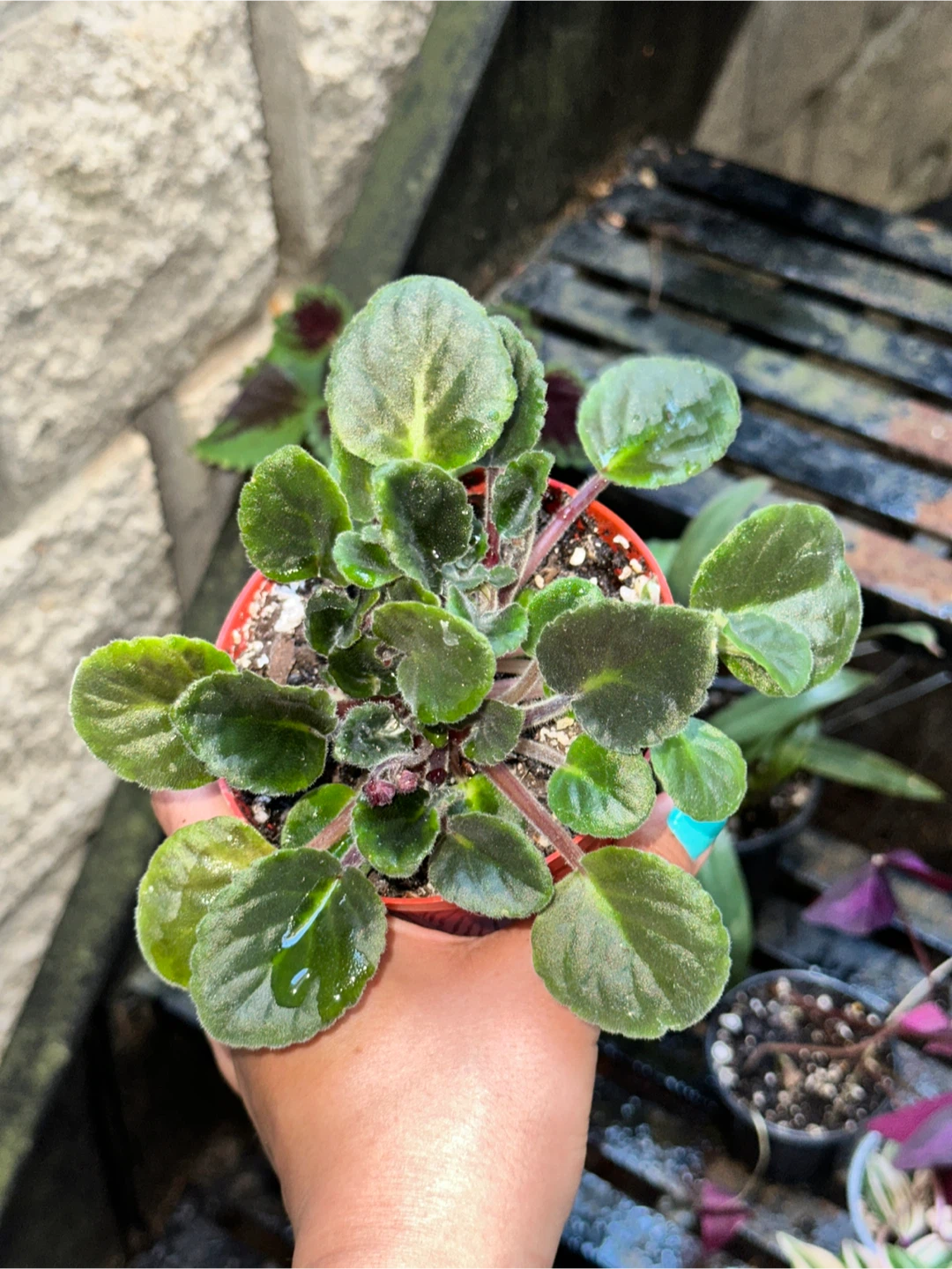 Purple Plant Bundle - photo 4