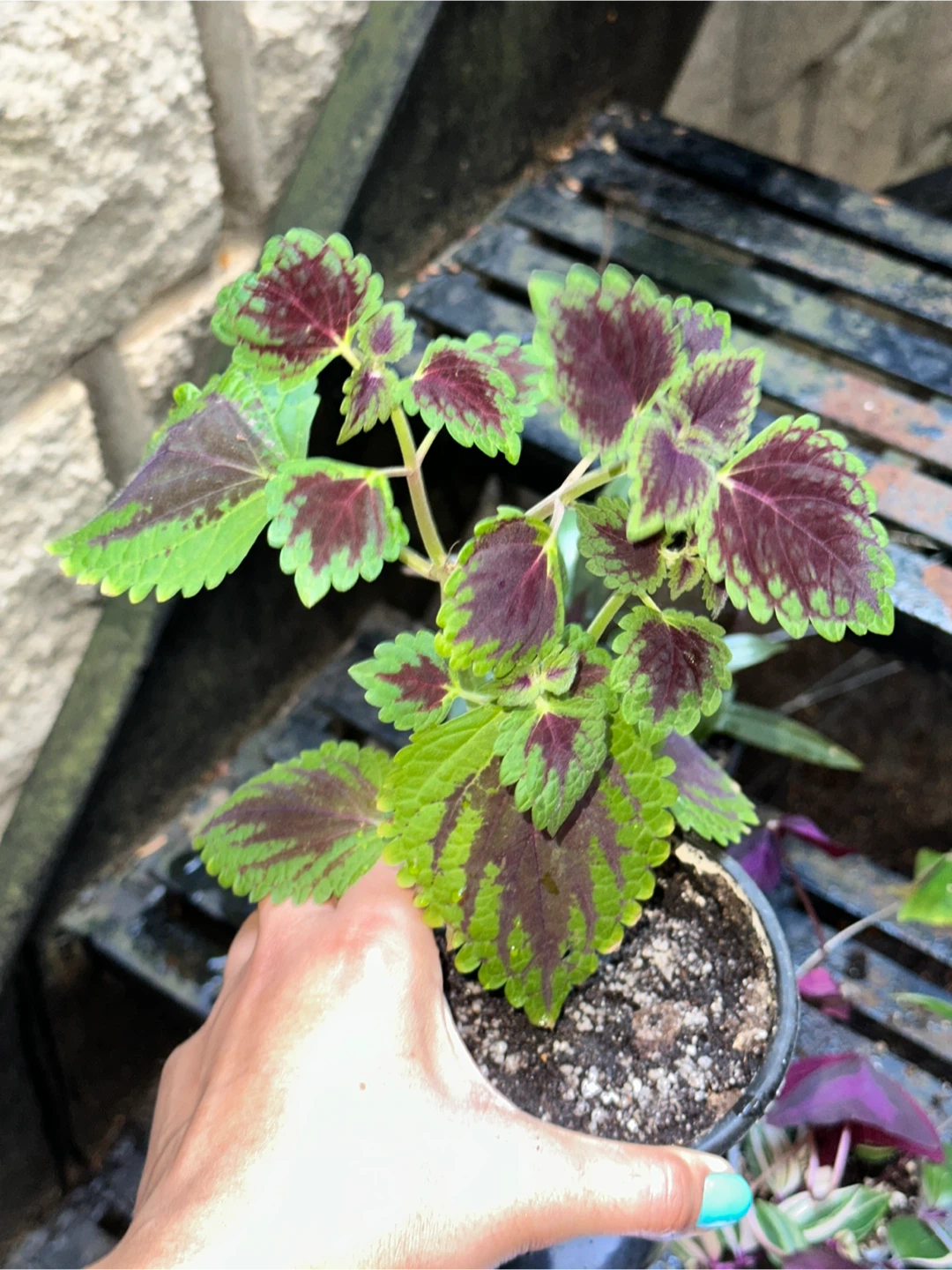 Purple Plant Bundle - photo 5