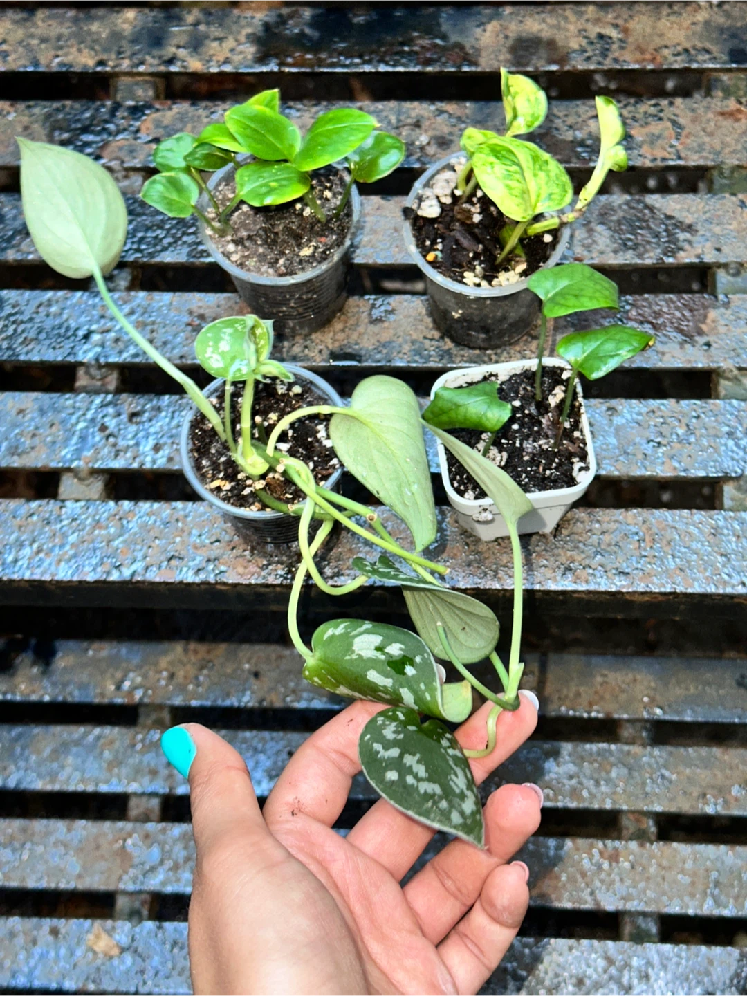 Mini Trailing Plant Bundle