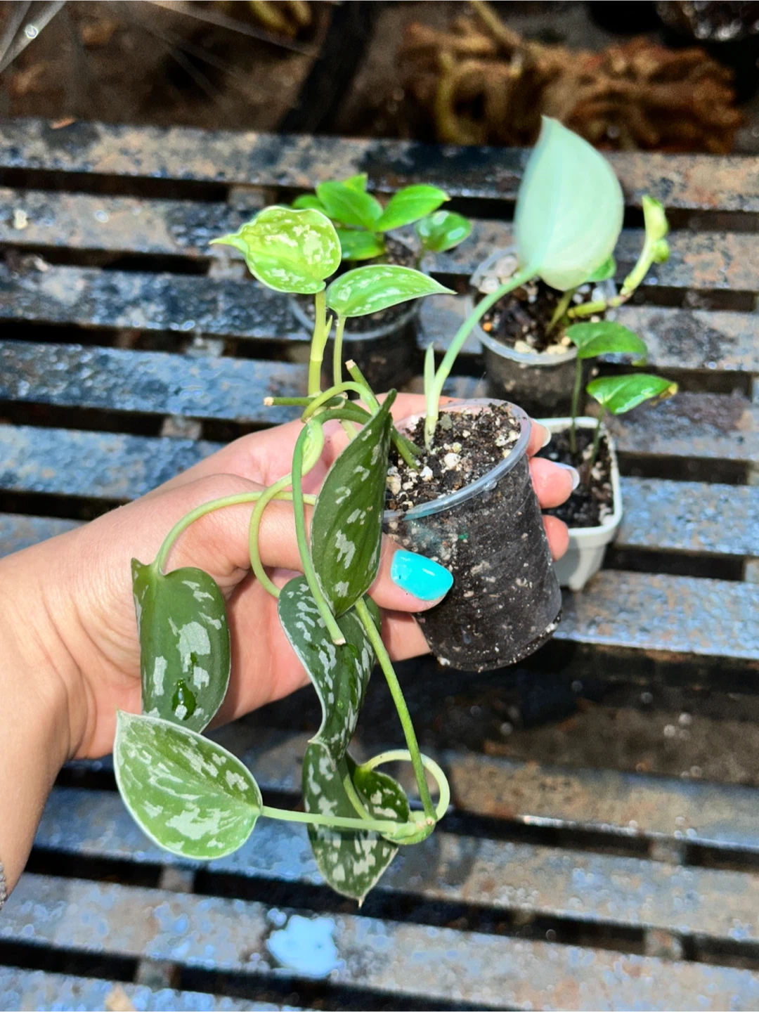 Mini Trailing Plant Bundle - photo 2
