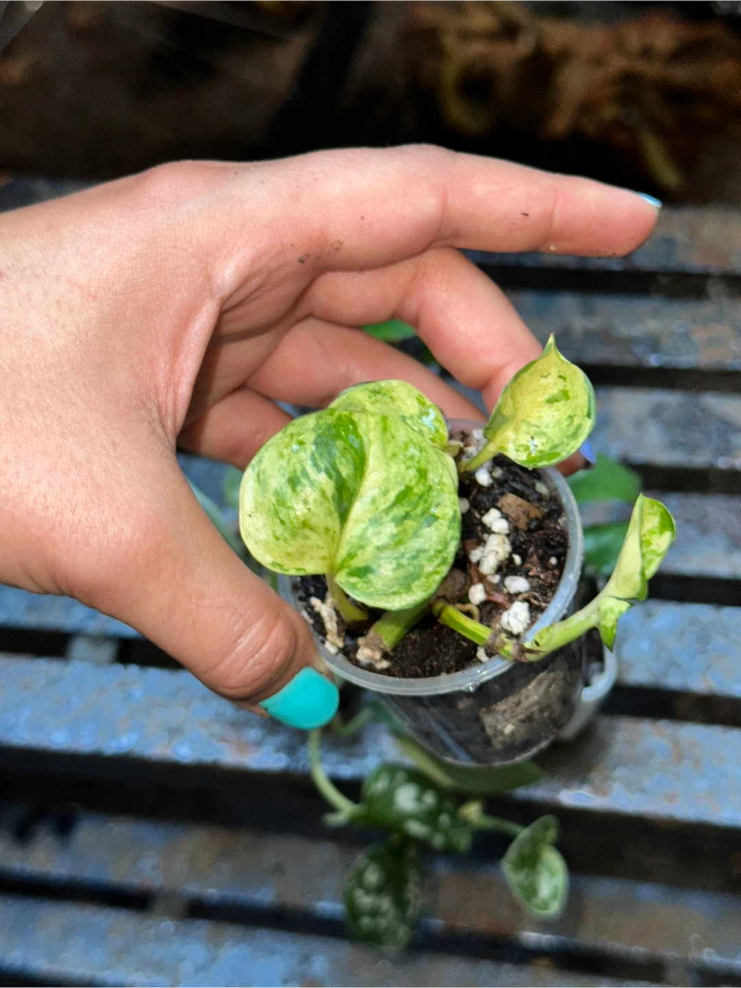Mini Trailing Plant Bundle - photo 3