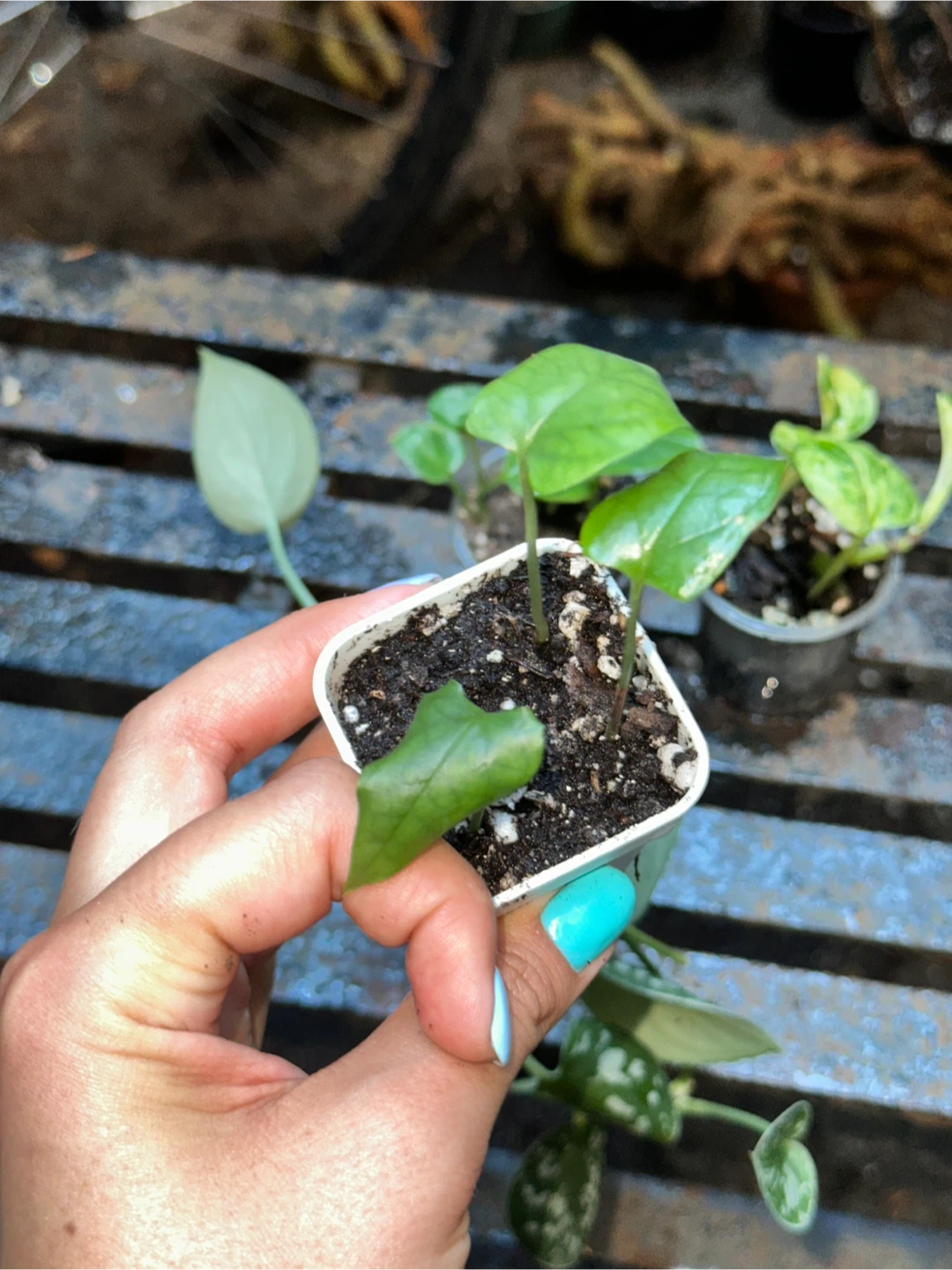 Mini Trailing Plant Bundle - photo 4