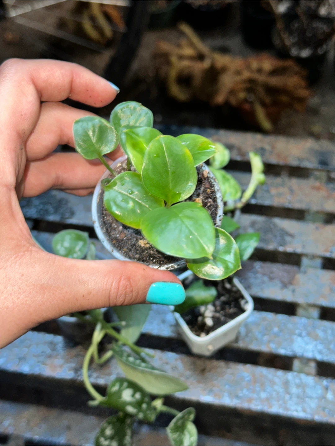 Mini Trailing Plant Bundle - photo 5