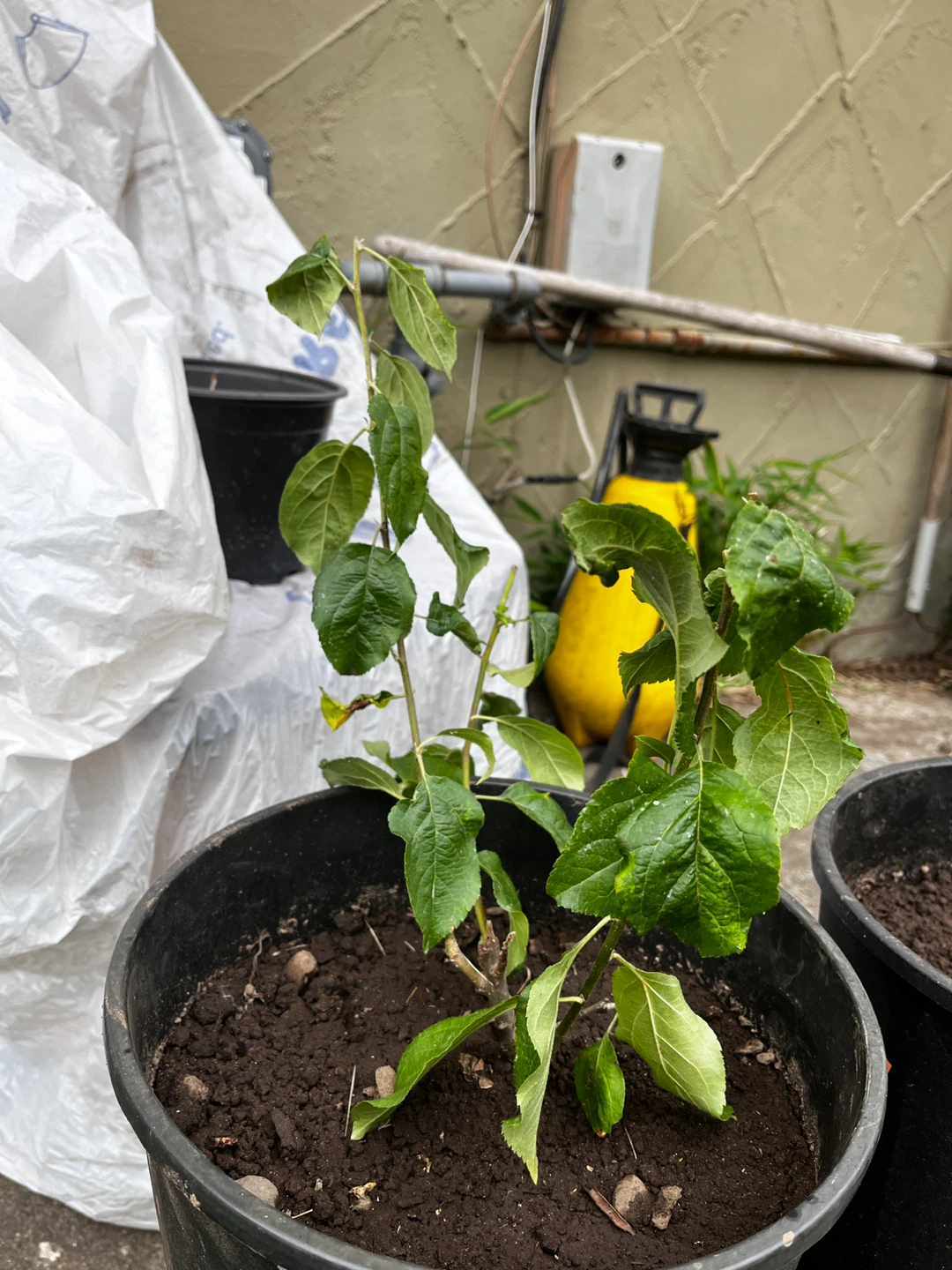 Apple tree - photo 4