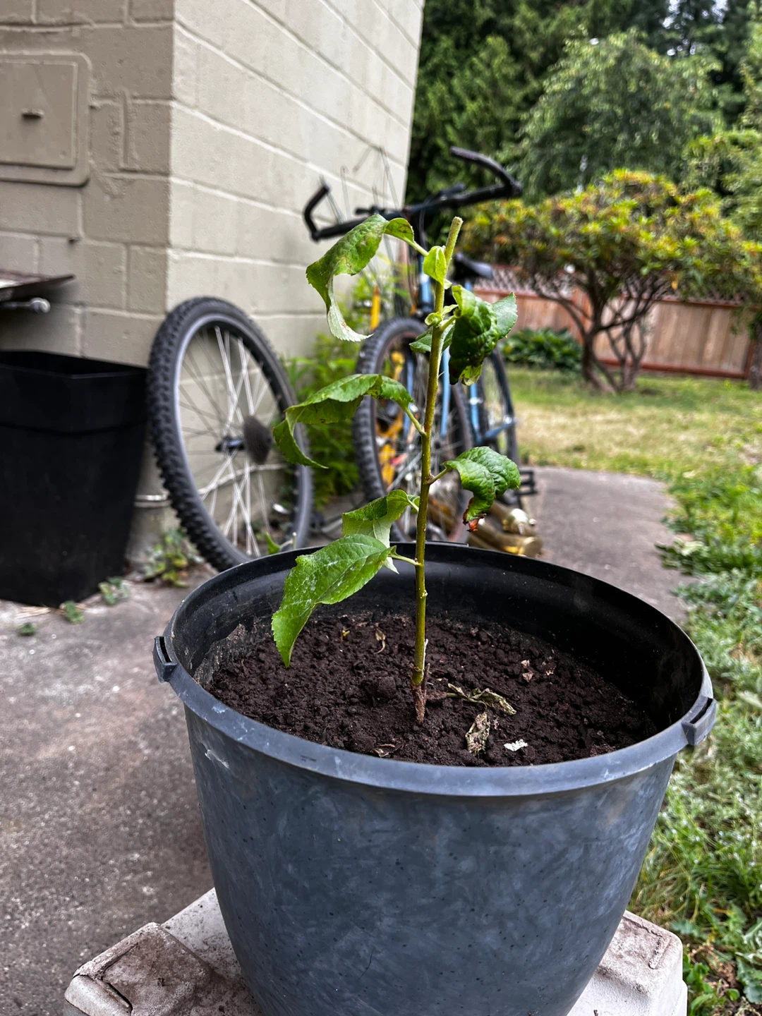 Apple tree