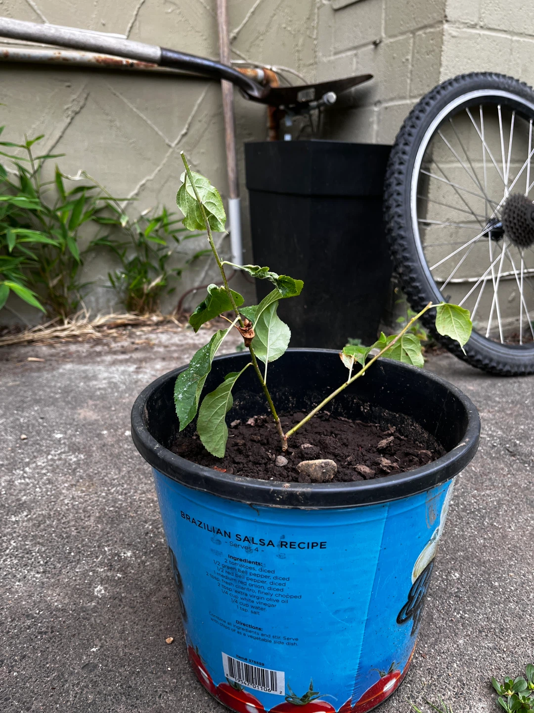 Apple tree - photo 2