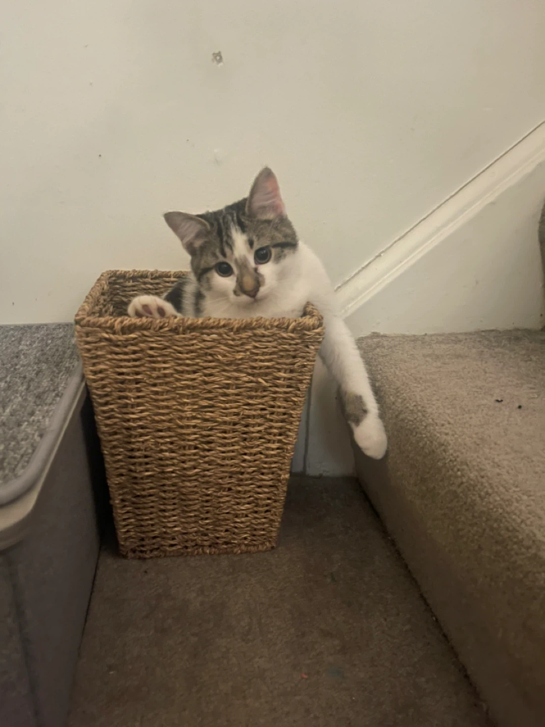 Have you seen cheech? - photo 4