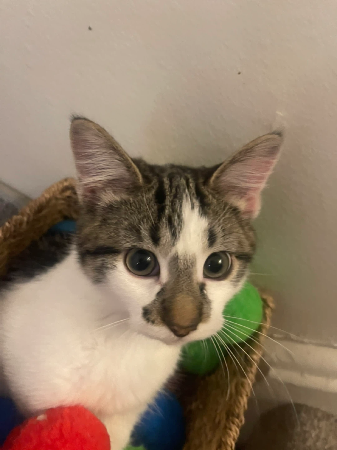 Have you seen cheech?