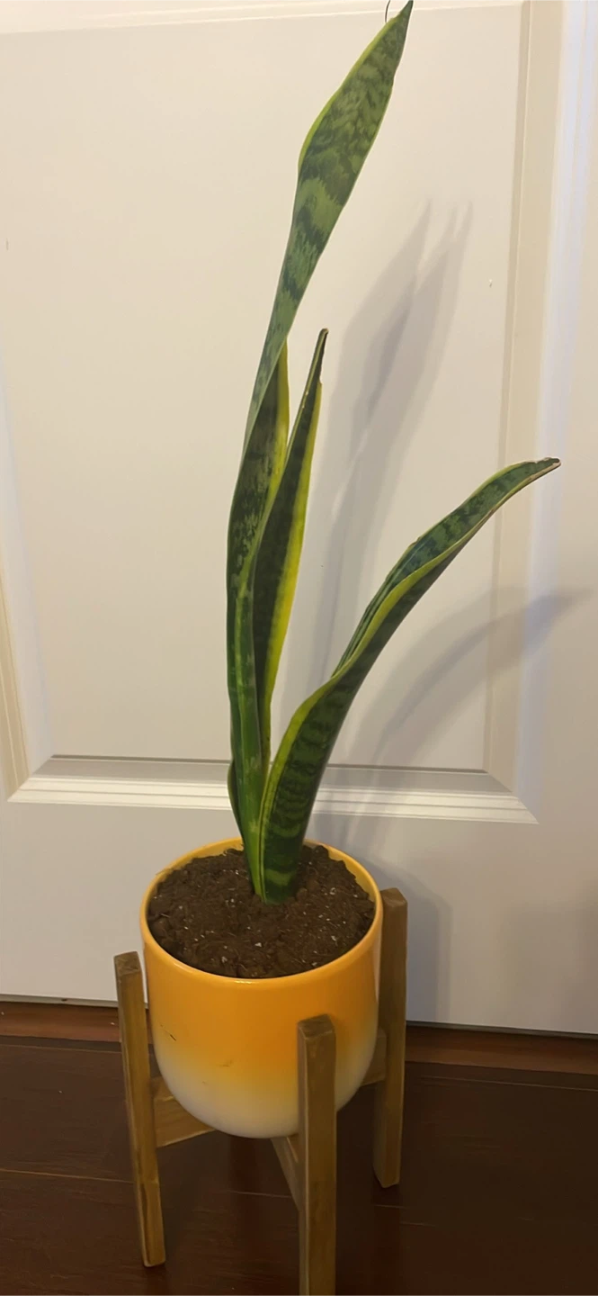 Snake Plant in Orange Pot with Wooden Stand