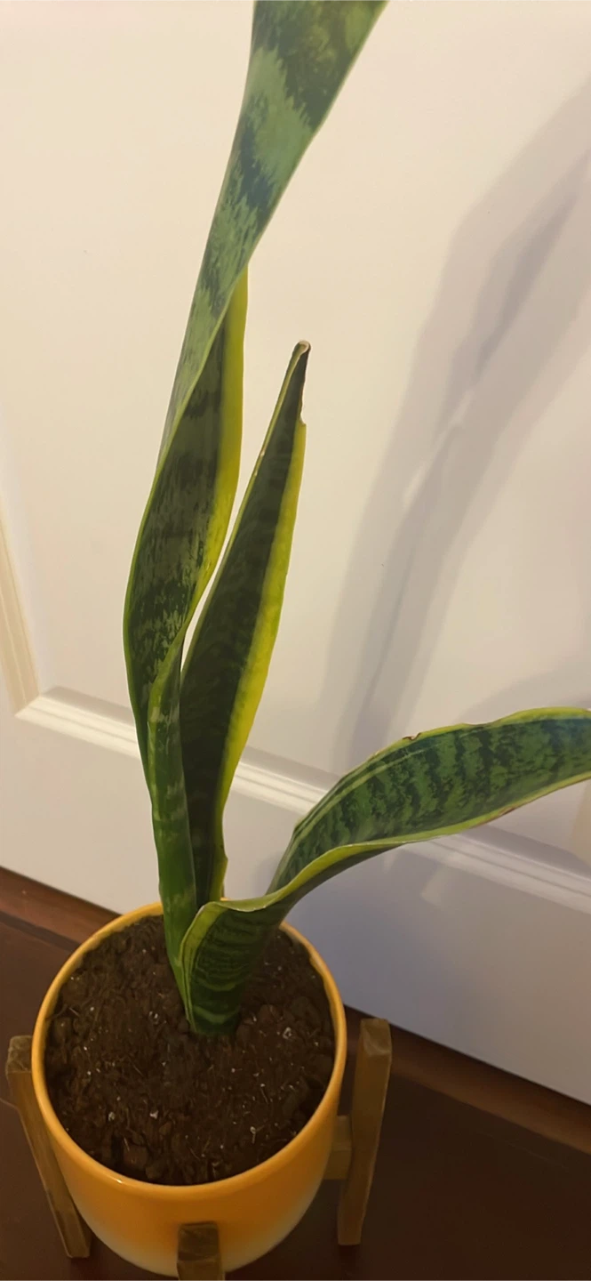 Snake Plant in Orange Pot with Wooden Stand - photo 2