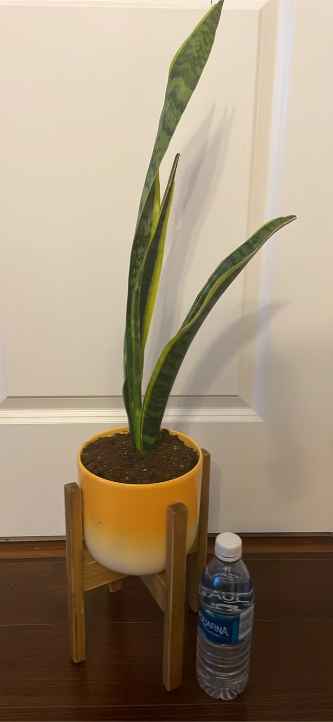 Snake Plant in Orange Pot with Wooden Stand - photo 3