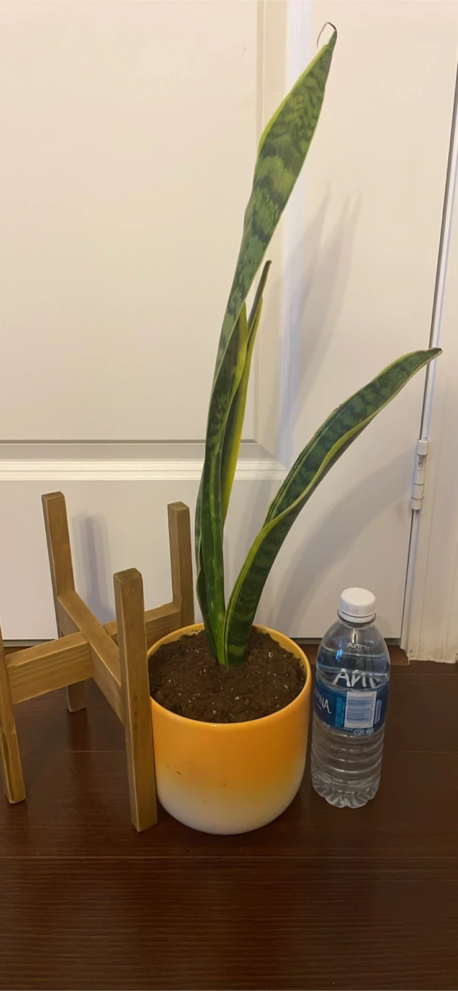Snake Plant in Orange Pot with Wooden Stand - photo 4