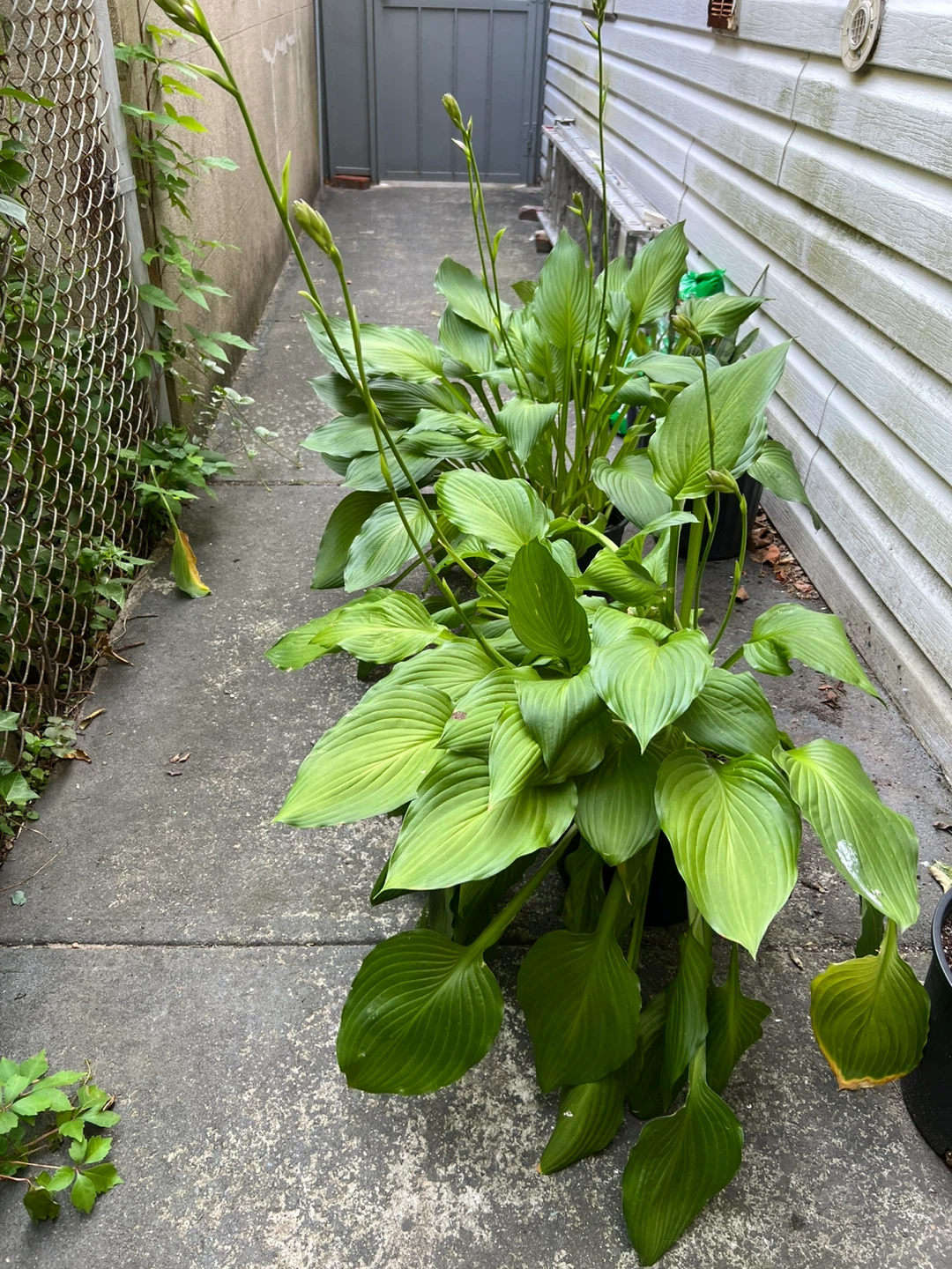 Large Hosta Plant in Black Pot