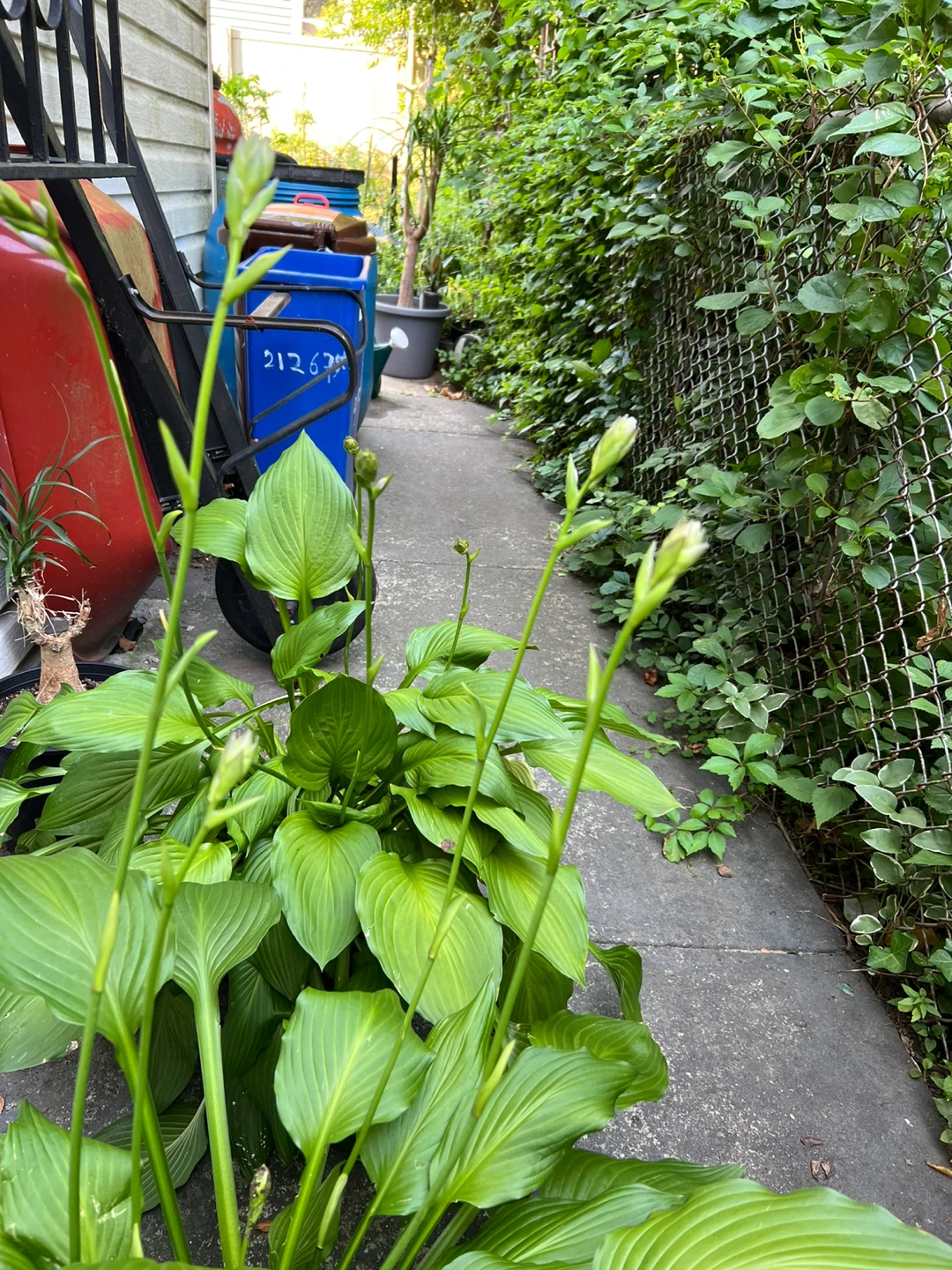 Large Hosta Plant in Black Pot - photo 2