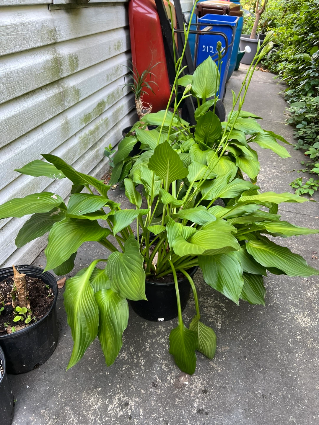Large Hosta Plant in Black Pot - photo 3