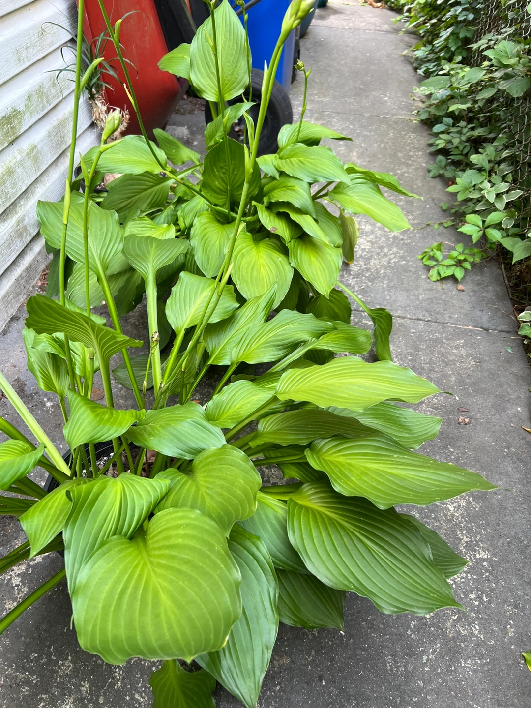 Large Hosta Plant in Black Pot - photo 4
