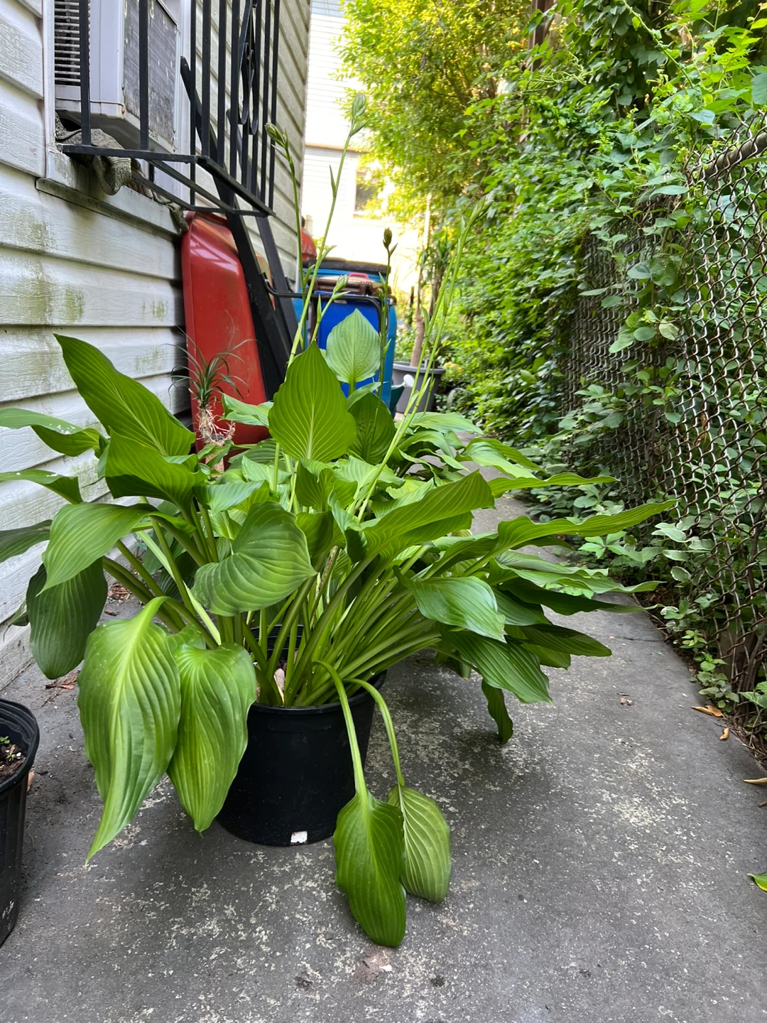 Large Hosta Plant in Black Pot - photo 5