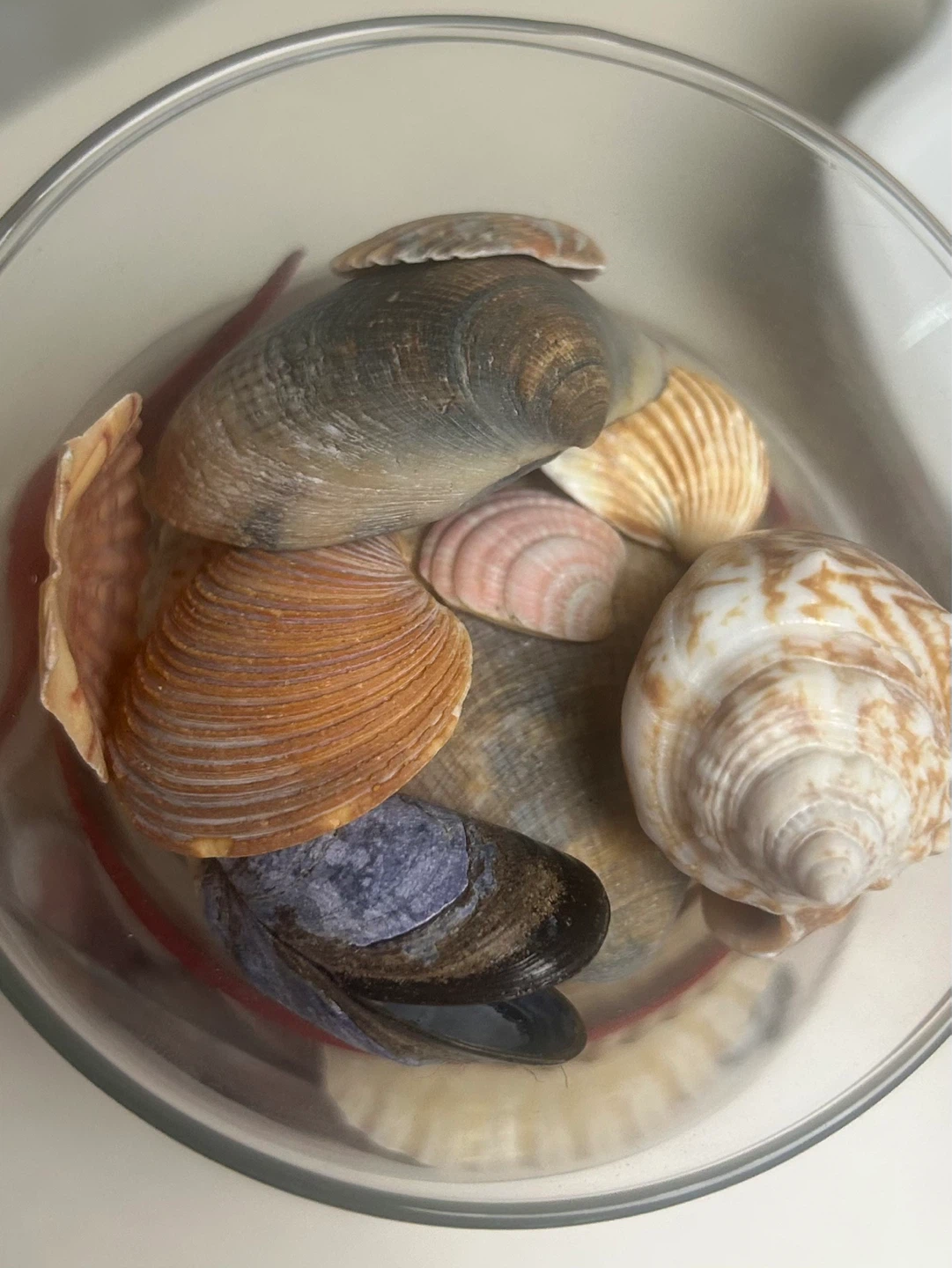 Glass Vase with Assorted Seashells and Red Ribbon - photo 2