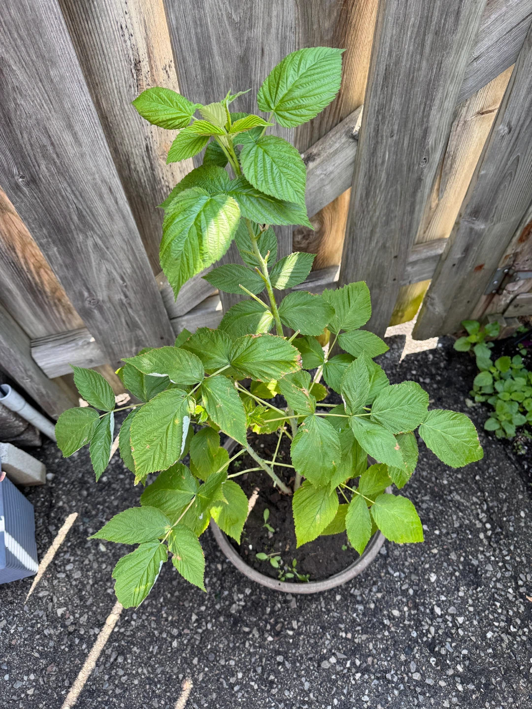 Raspberry Plant