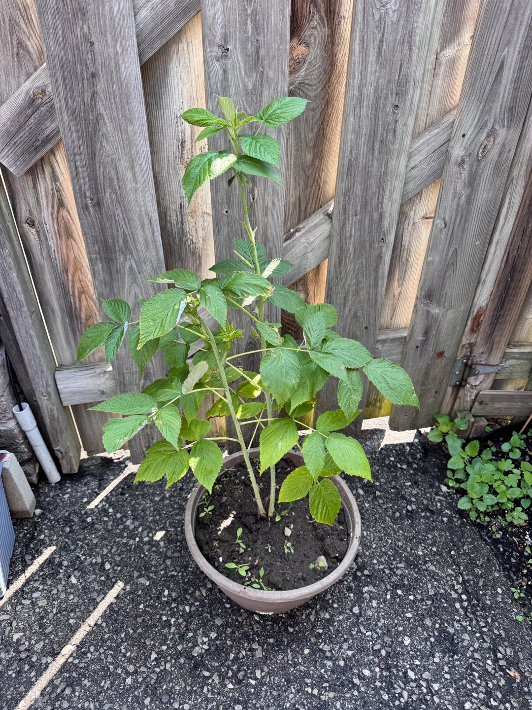 Raspberry Plant - photo 2