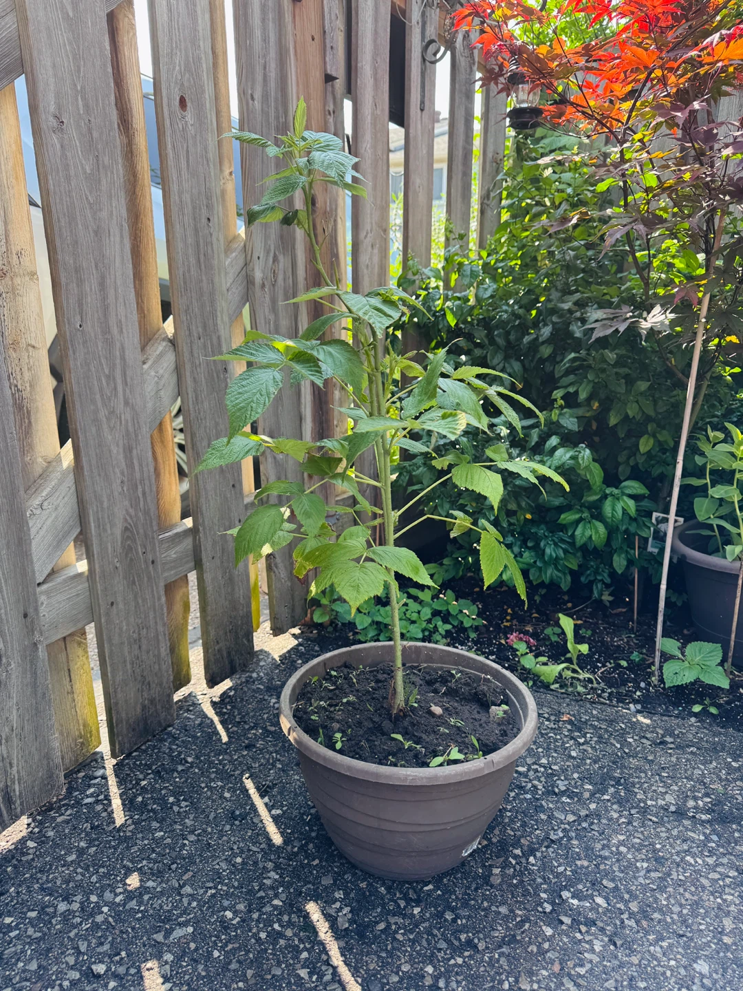 Raspberry Plant - photo 3