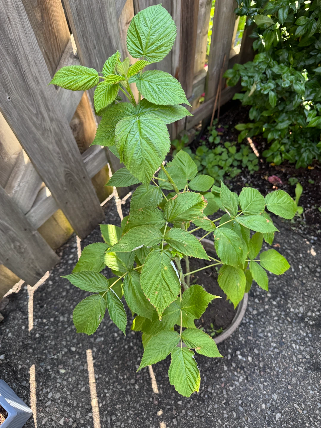 Raspberry Plant - photo 4