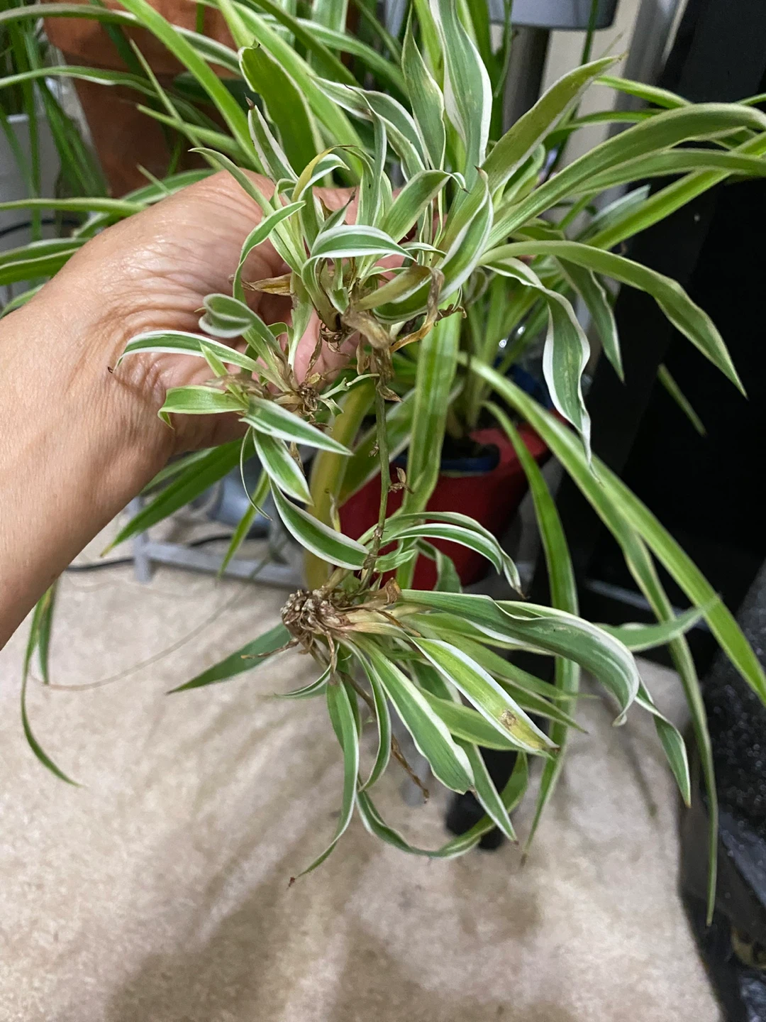 Spider Plant (Chlorophytum comosum) - photo 2