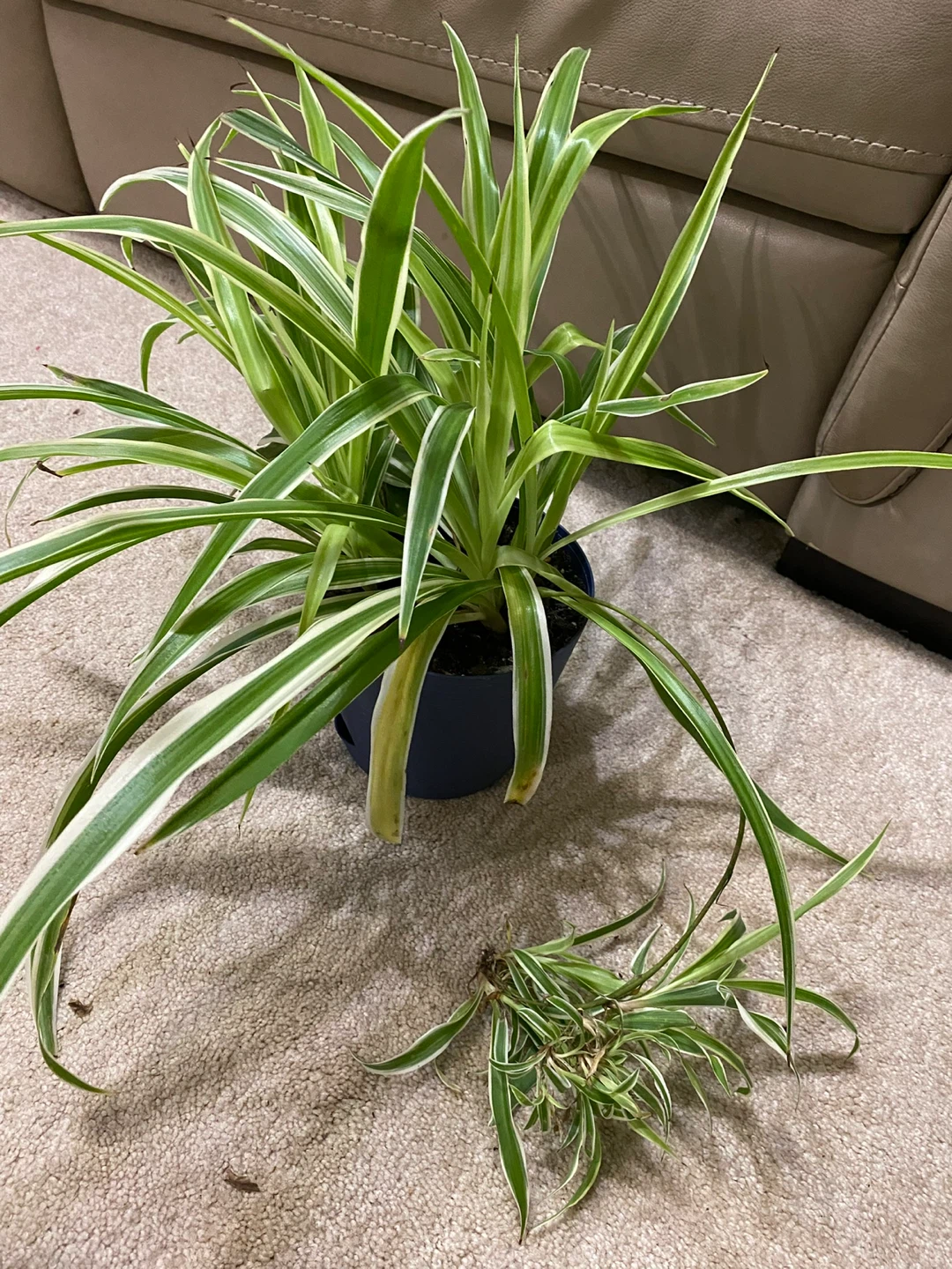 Spider Plant (Chlorophytum comosum)