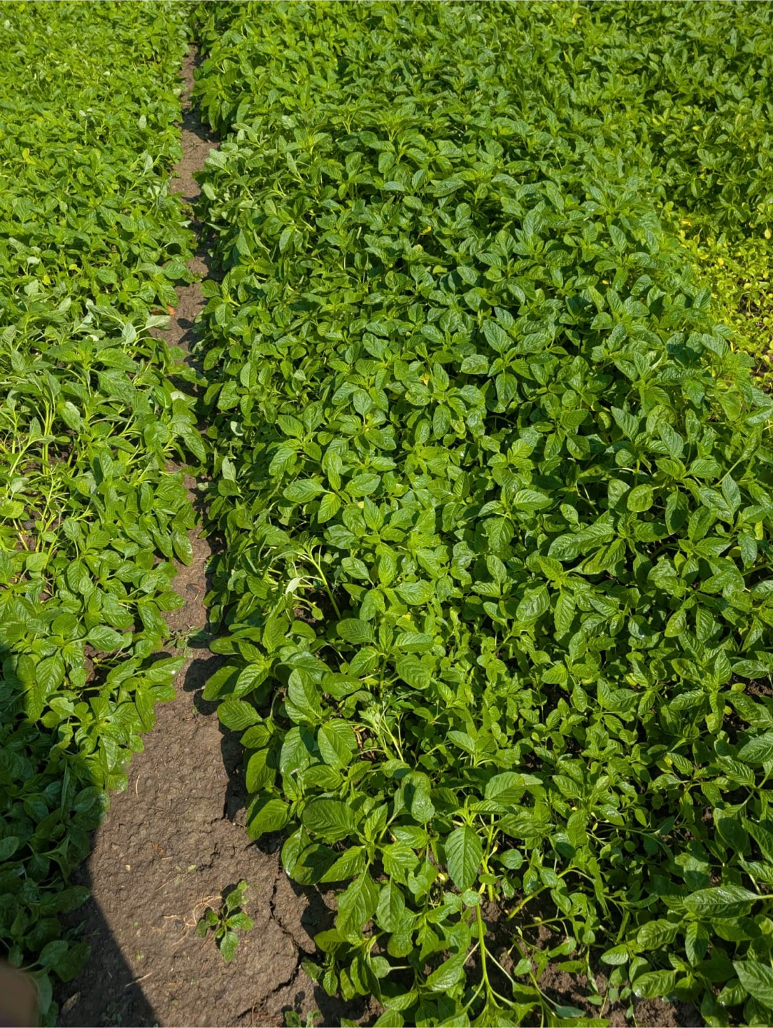 Spinach (Leafy Greens)
