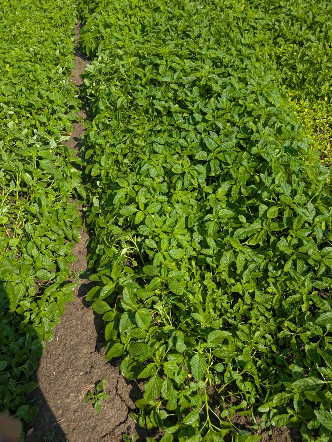 Spinach (Leafy Greens) - photo 2