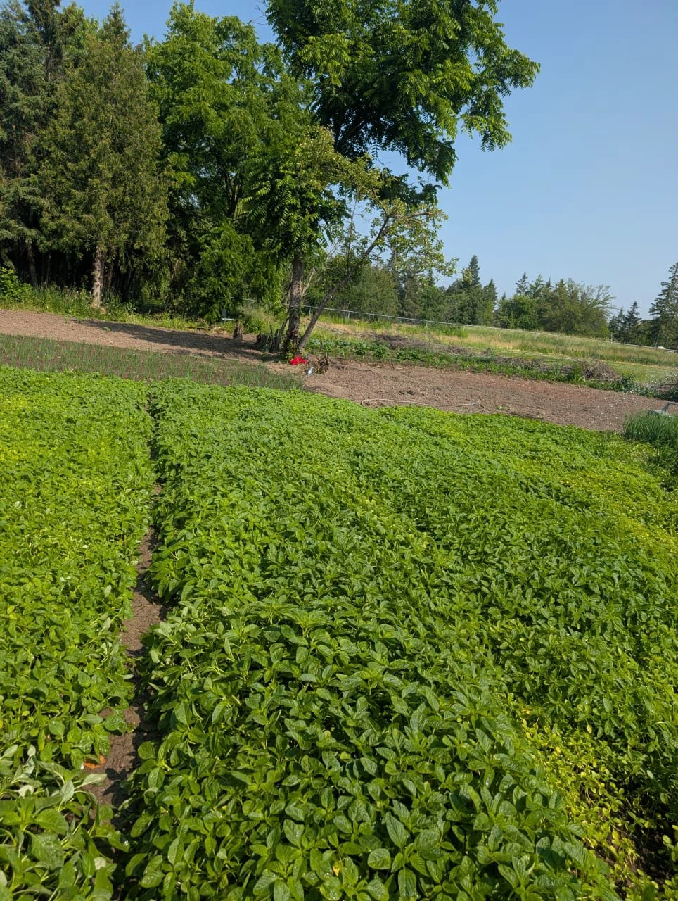 Spinach (Leafy Greens) - photo 3