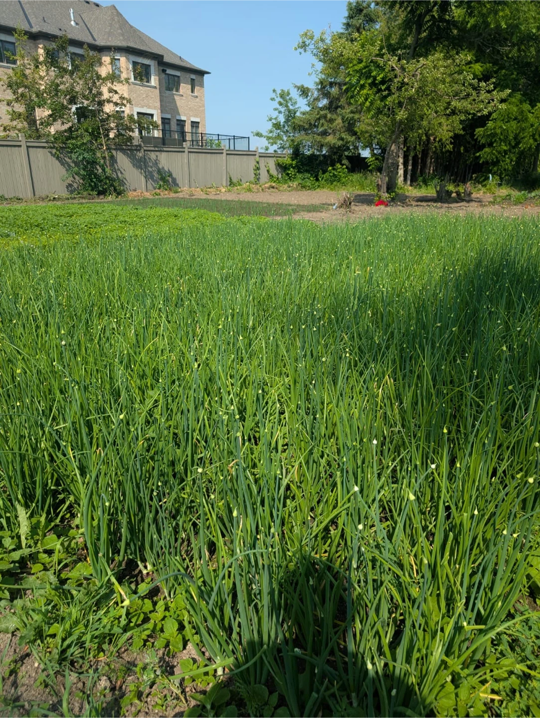 Spring Onion (Green Onion)