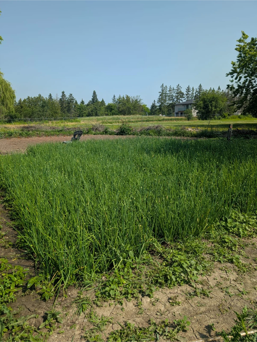 Spring Onion (Green Onion) - photo 2