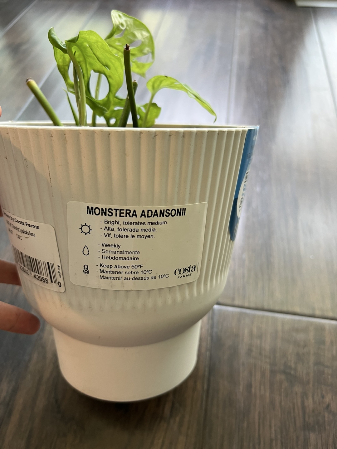 3 stems Monstera Adansonii Plant in White Self-Watering Pot - photo 2