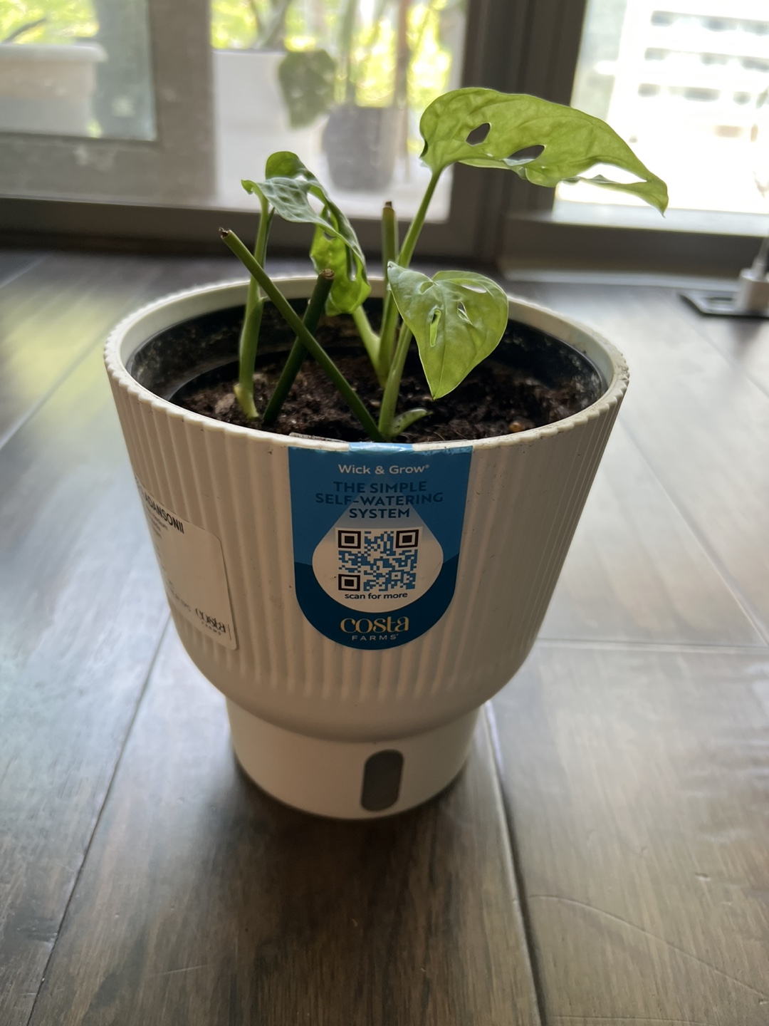 3 stems Monstera Adansonii Plant in White Self-Watering Pot - photo 3