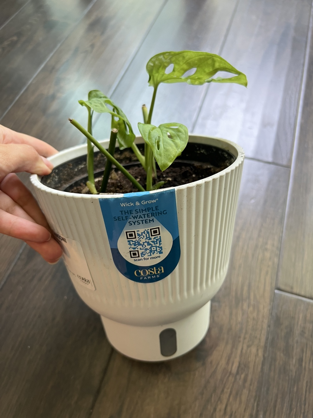 3 stems Monstera Adansonii Plant in White Self-Watering Pot
