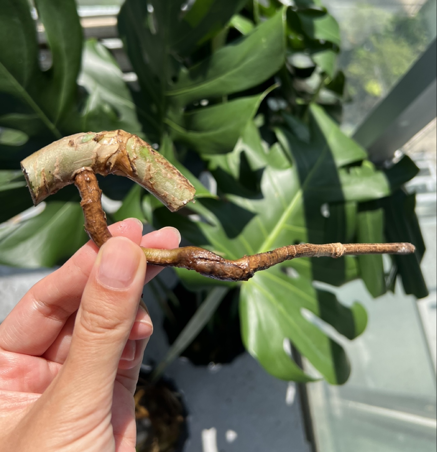 Monstera Cutting