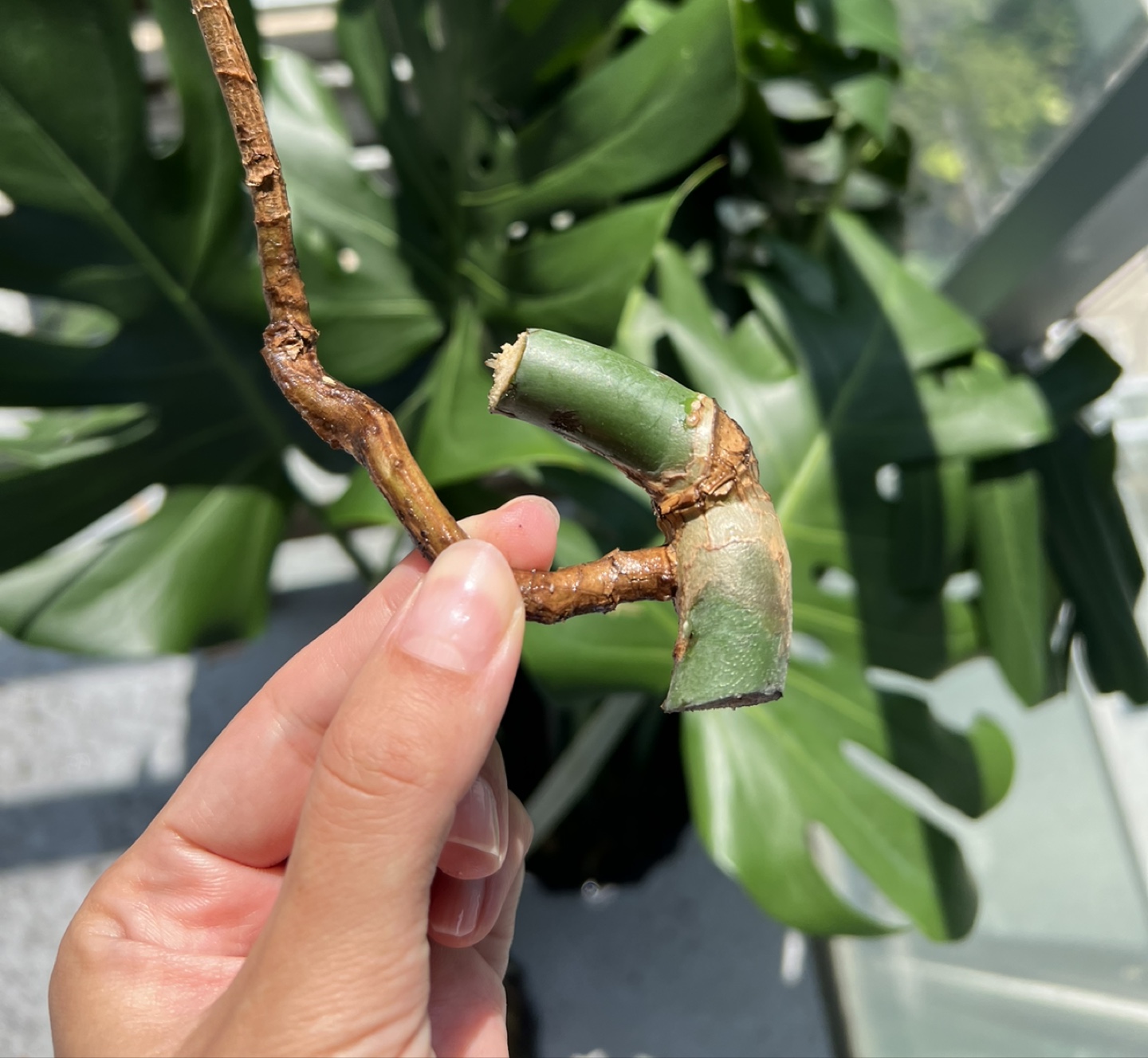 Monstera Cutting - photo 2